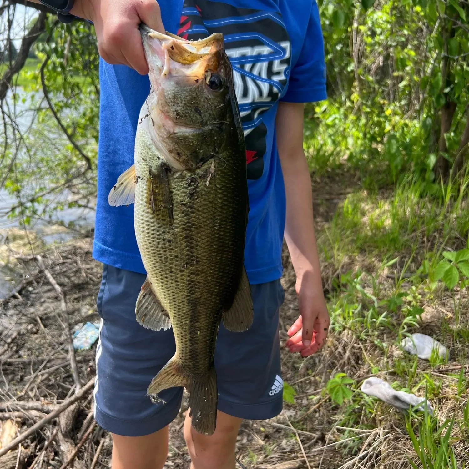 Largemouth bass caught on Fishbrain