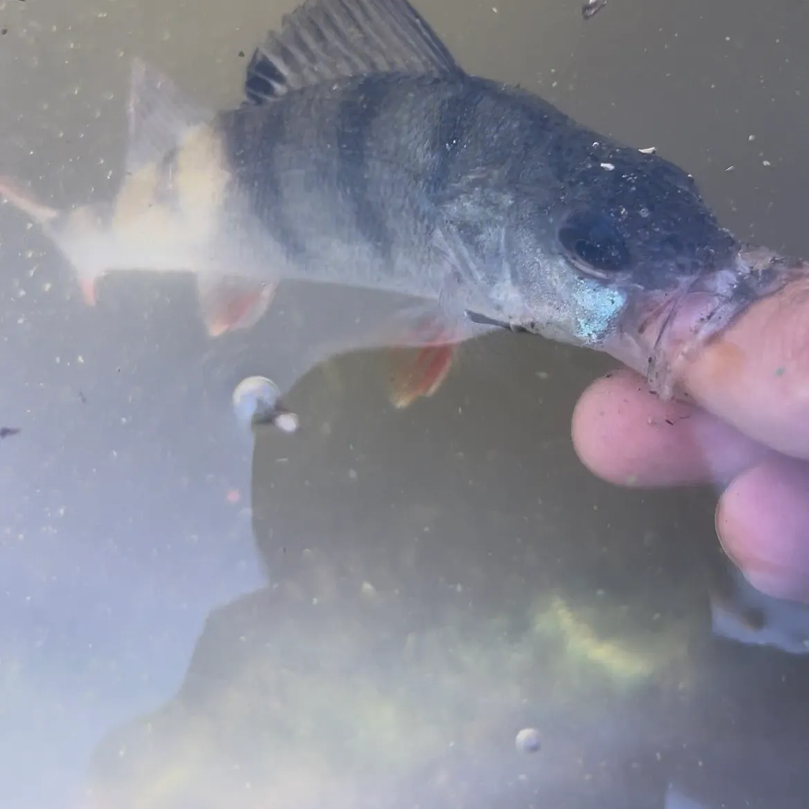 European perch caught on Fishbrain
