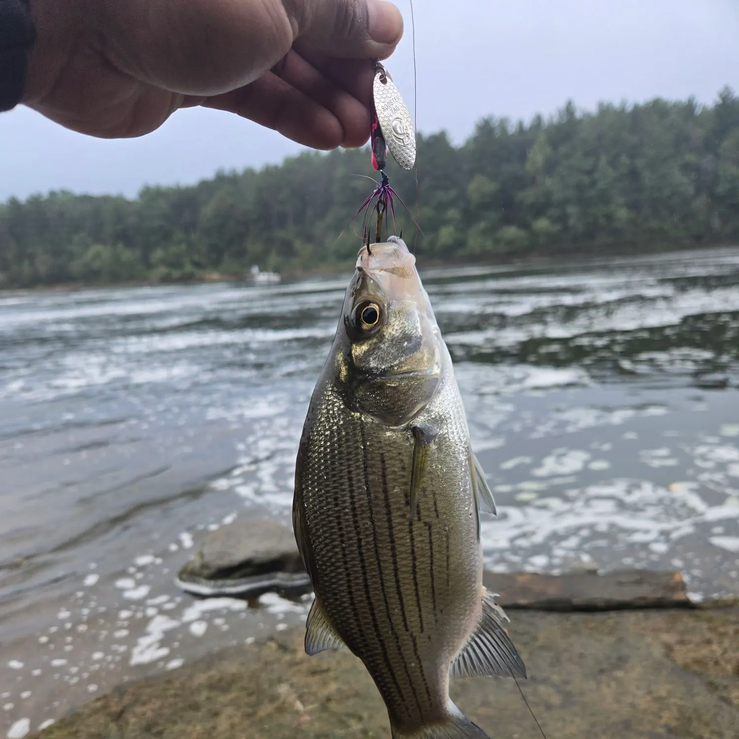 White bass caught on Fishbrain