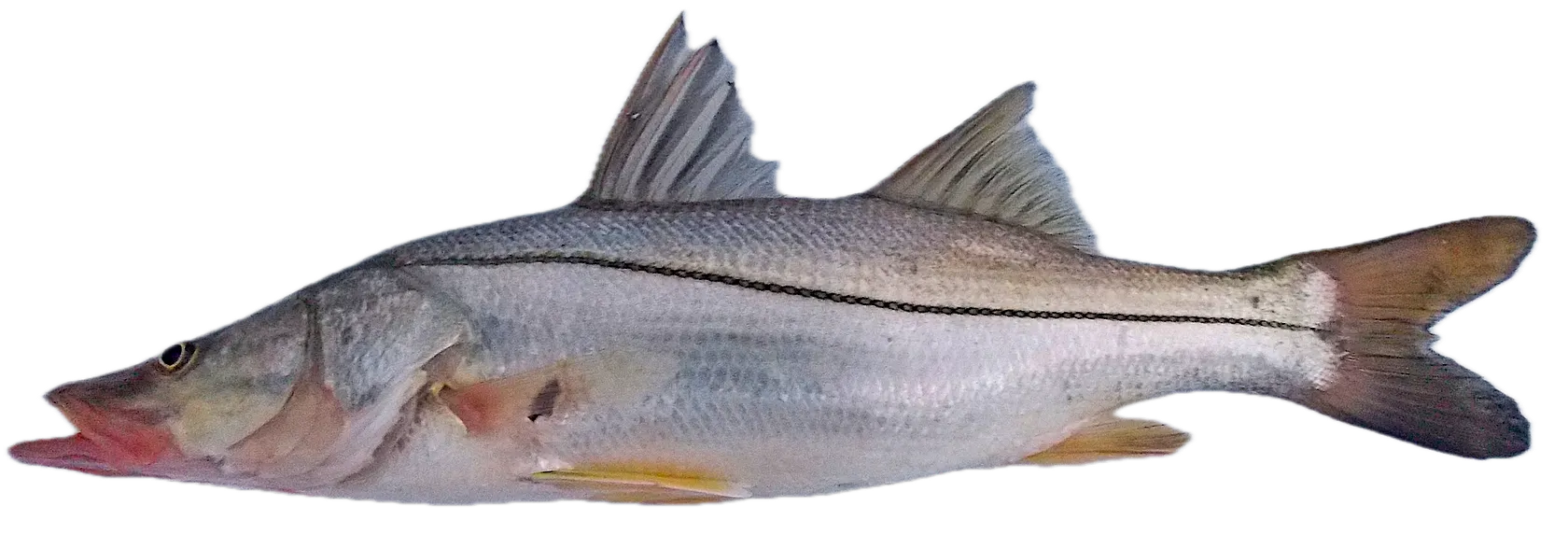 Common snook