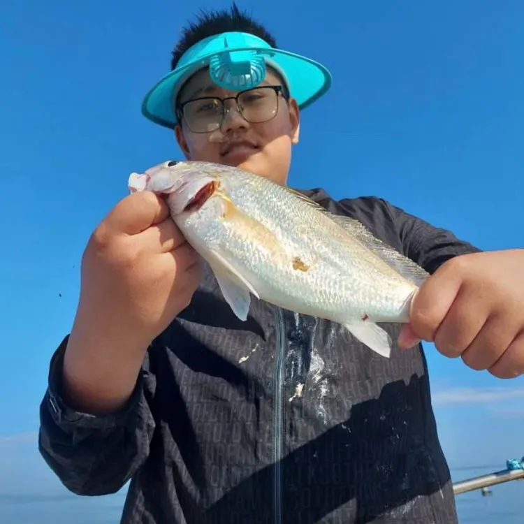 The most recent Silver croaker catches on Fishbrain