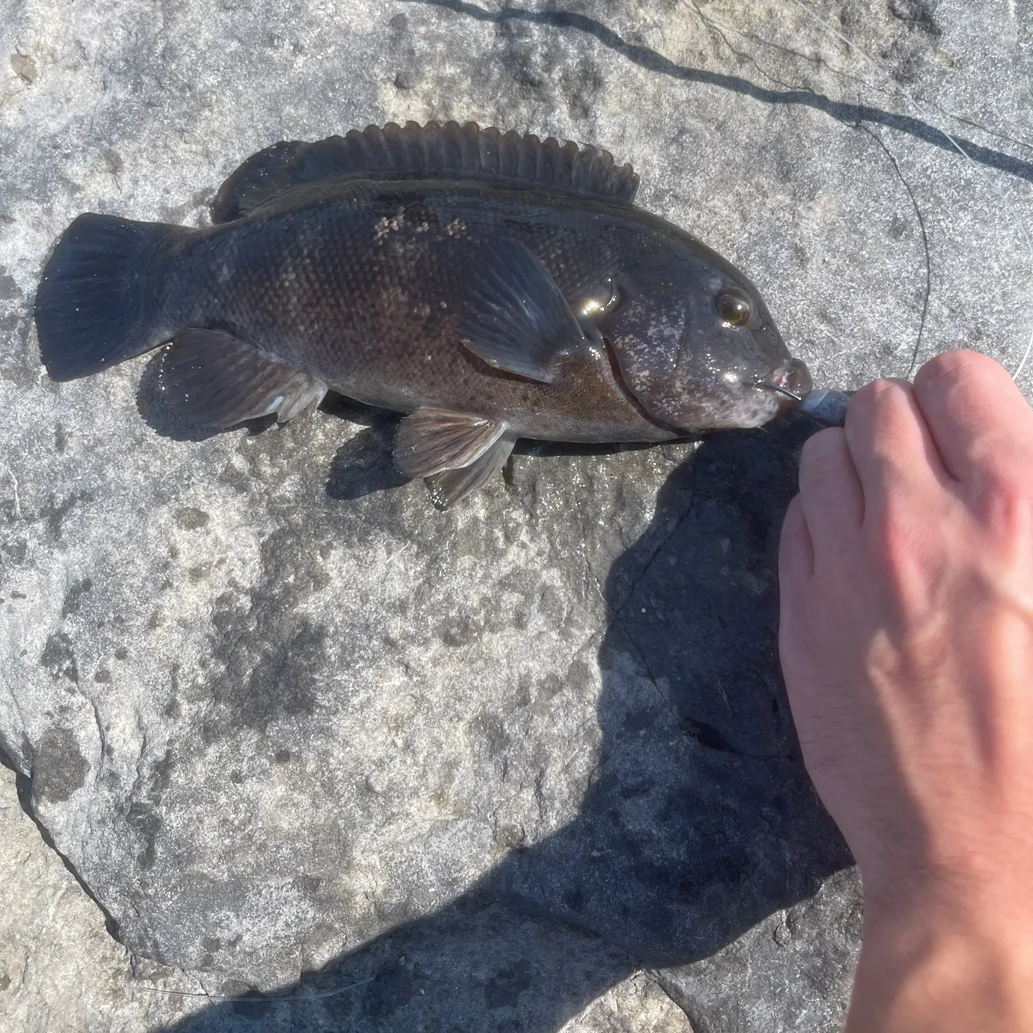 Tautog caught on Fishbrain