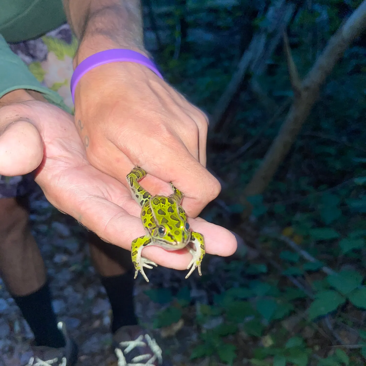 The most recent Northern leopard frog catches on Fishbrain