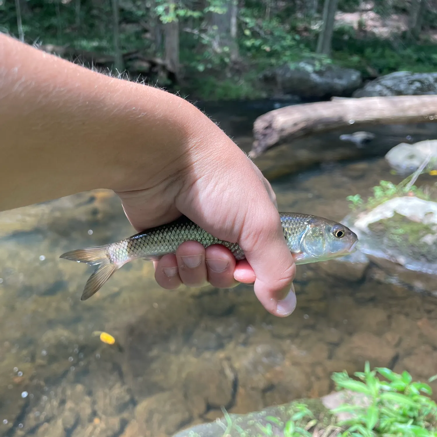 Fallfish caught on Fishbrain