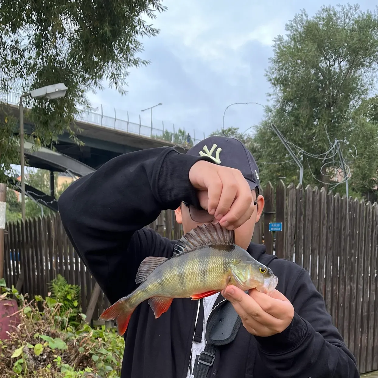 European perch caught on Fishbrain