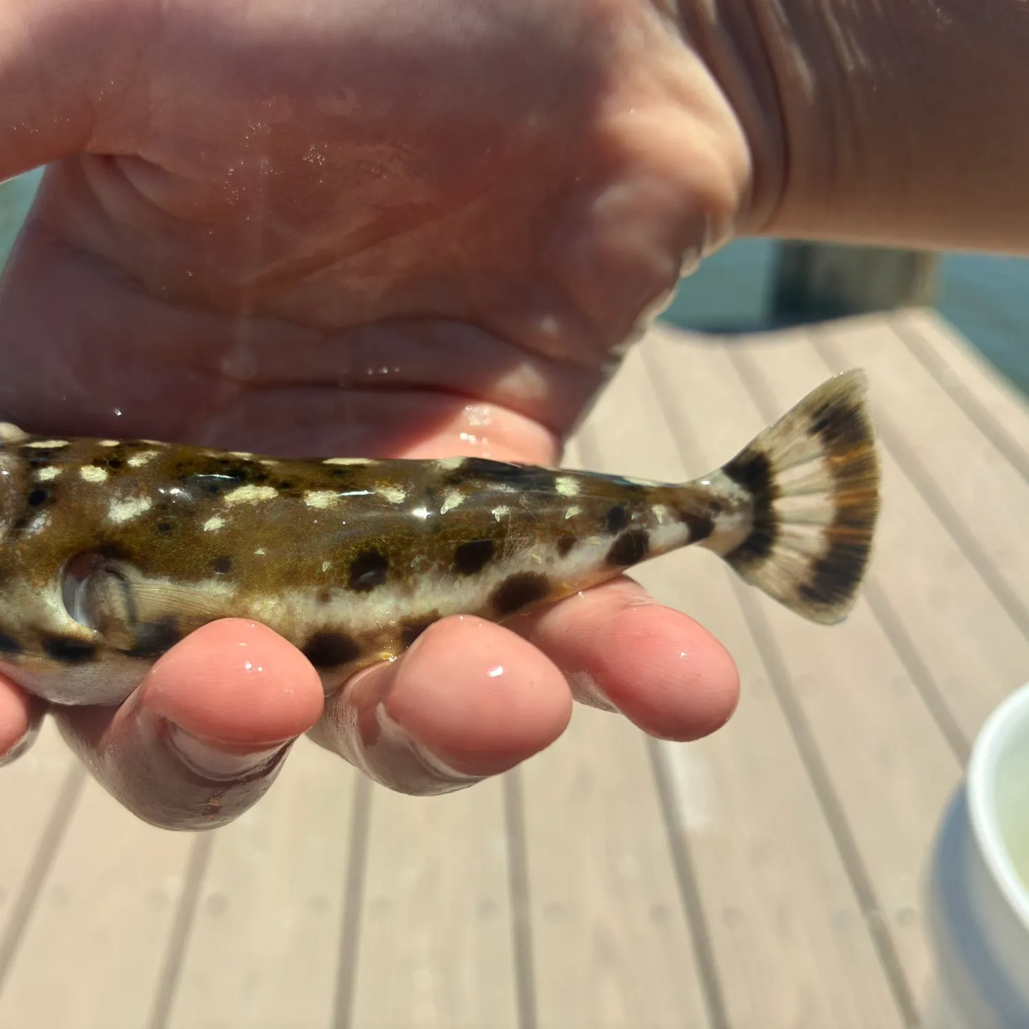 The most recent Bandtail puffer catches on Fishbrain