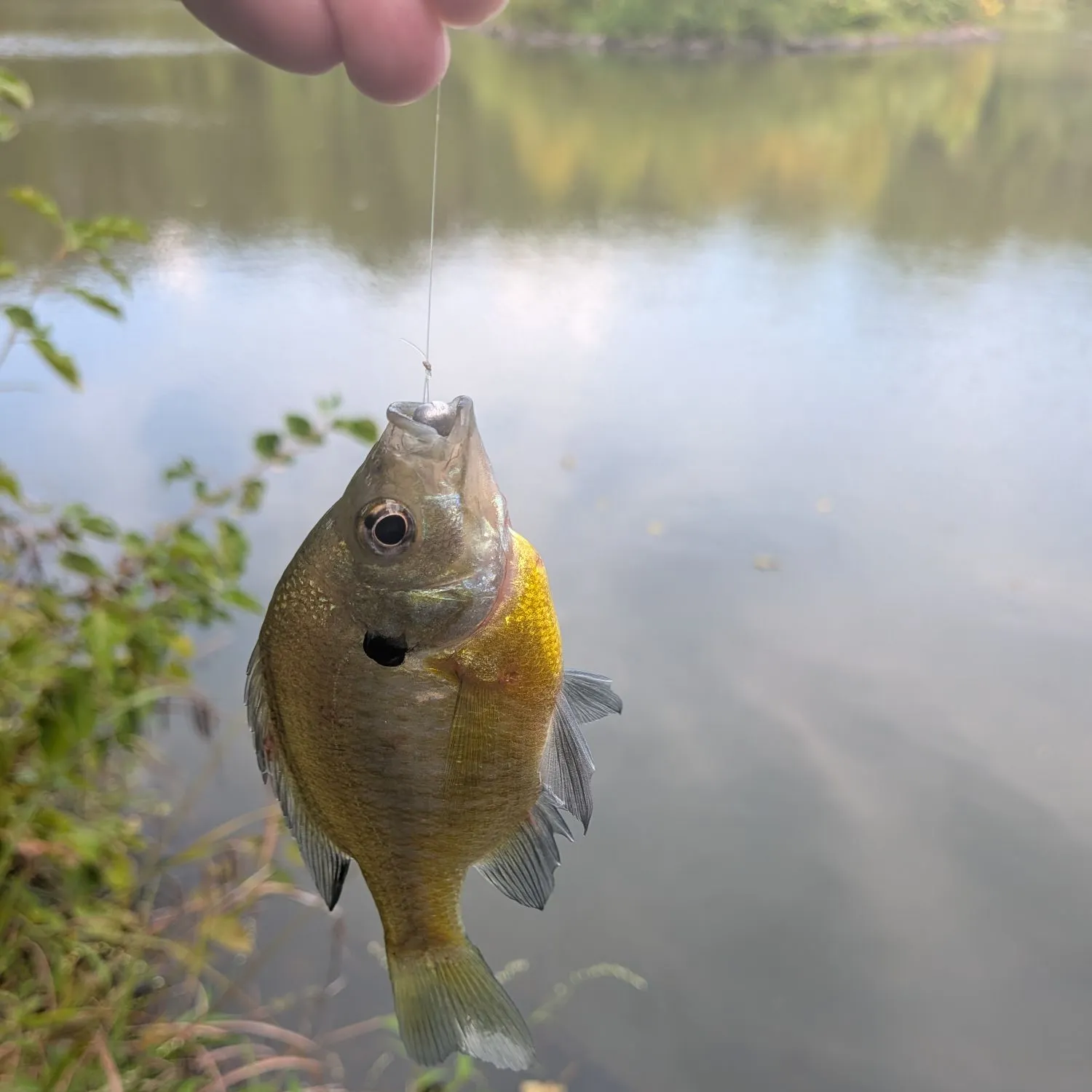 Bluegill caught on Fishbrain