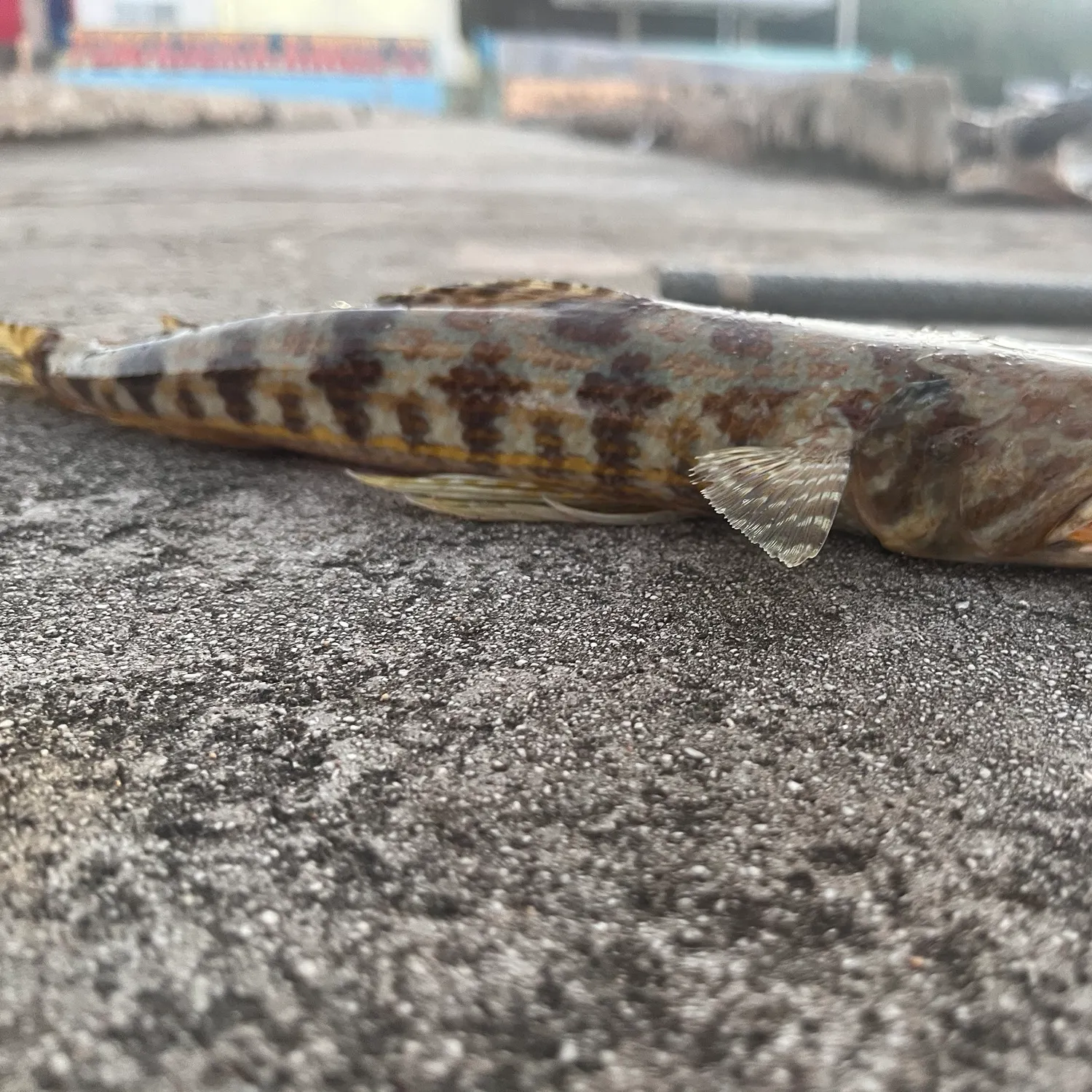 The most recent Inshore lizardfish catches on Fishbrain