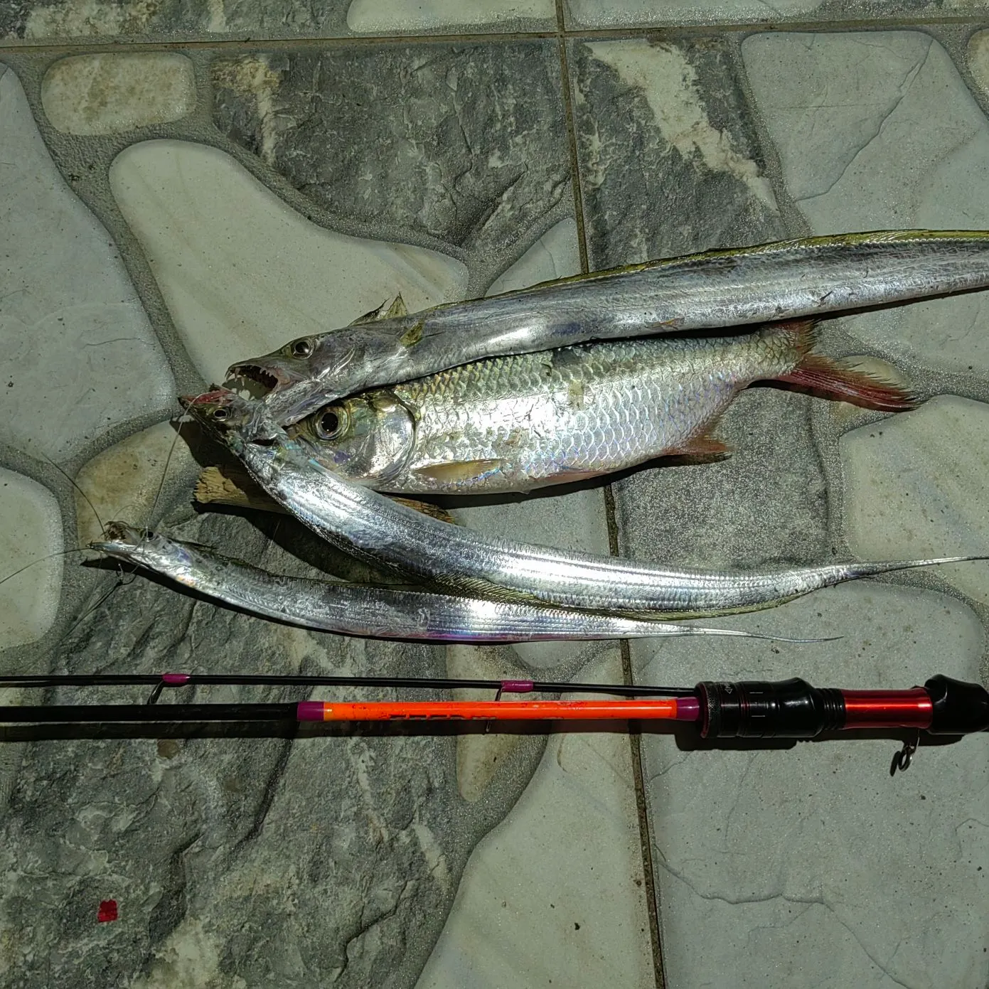 Atlantic cutlassfish caught on Fishbrain