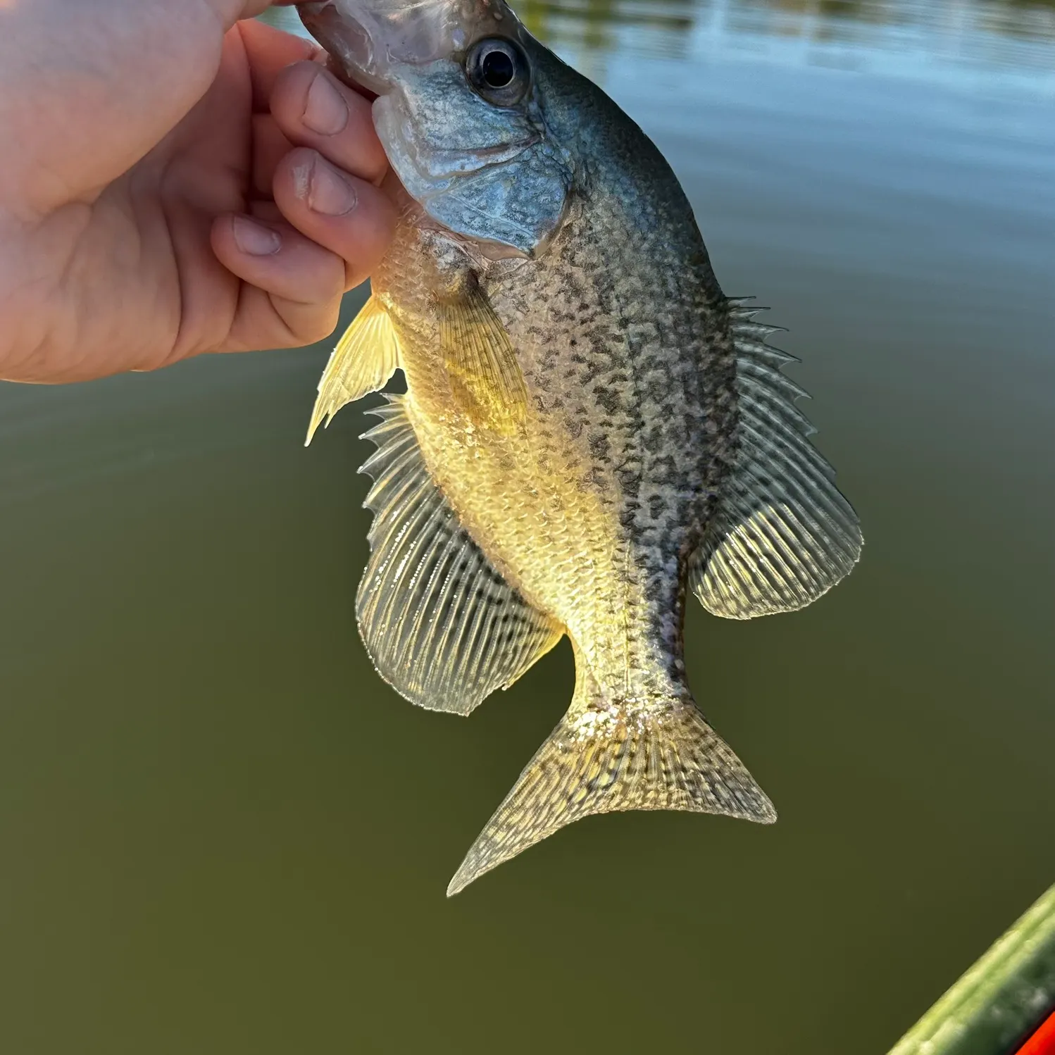 Black crappie caught on Fishbrain