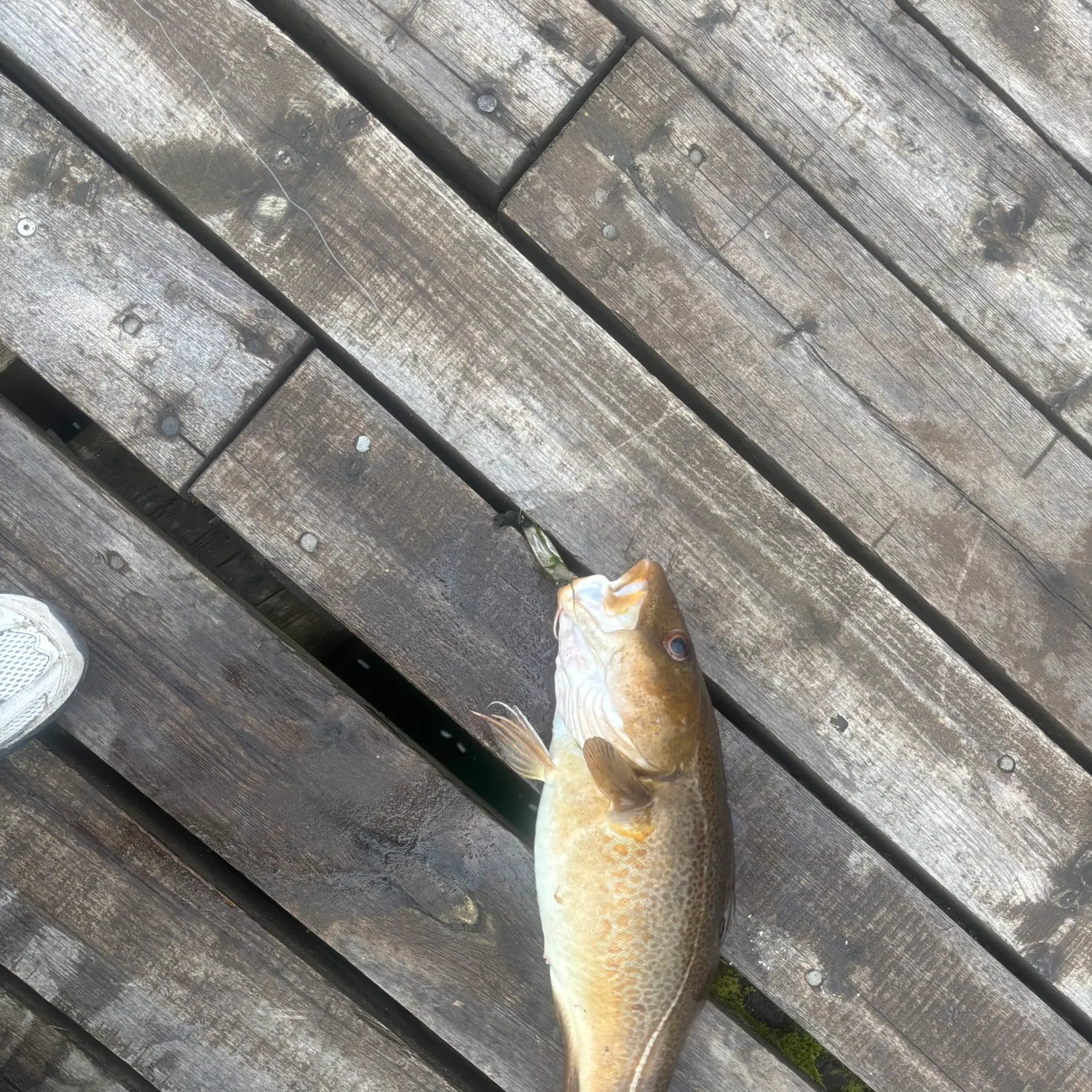 Atlantic cod caught on Fishbrain