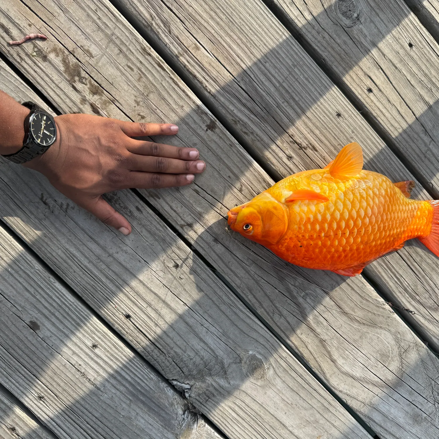 Goldfish caught on Fishbrain