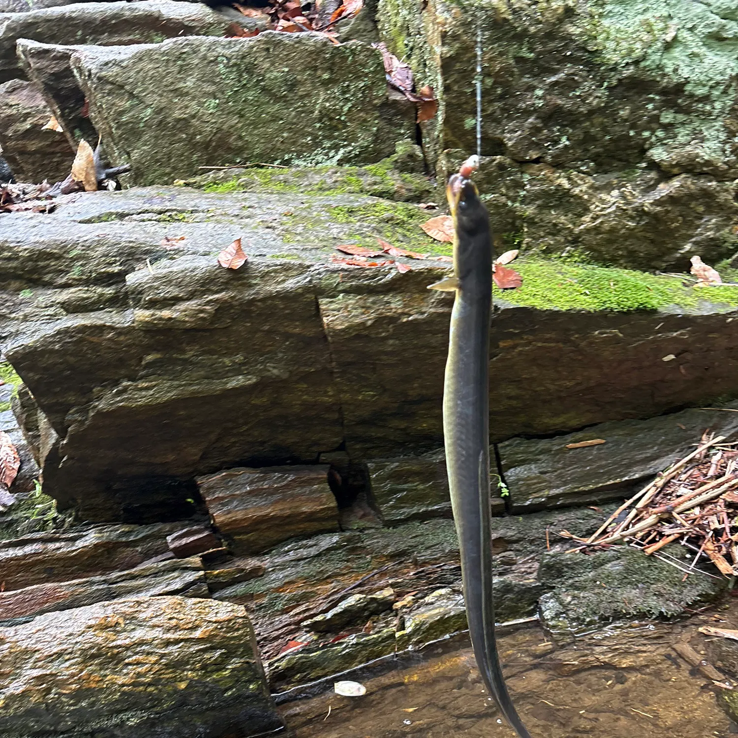 The most recent American eel catches on Fishbrain