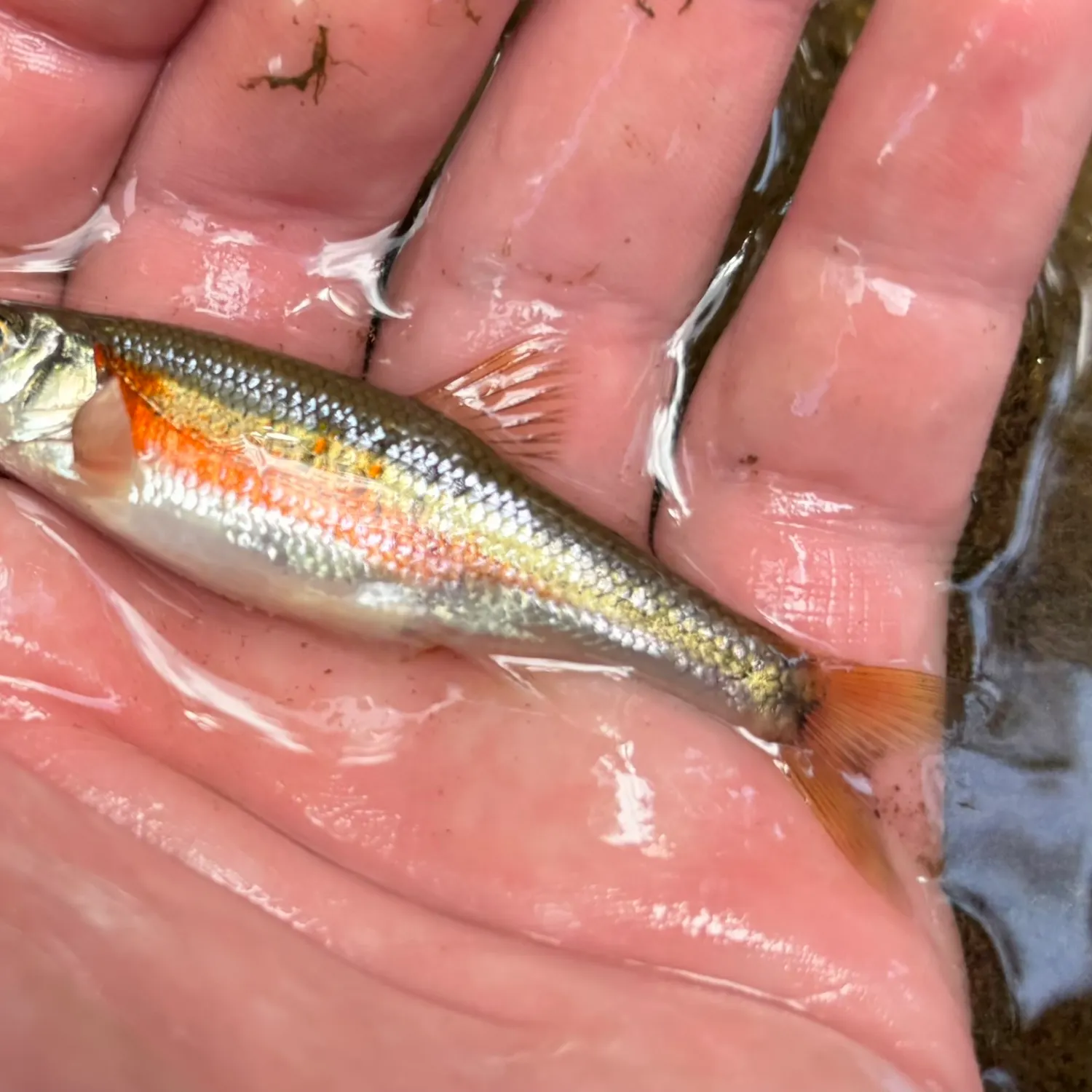The most recent Rosyside dace catches on Fishbrain