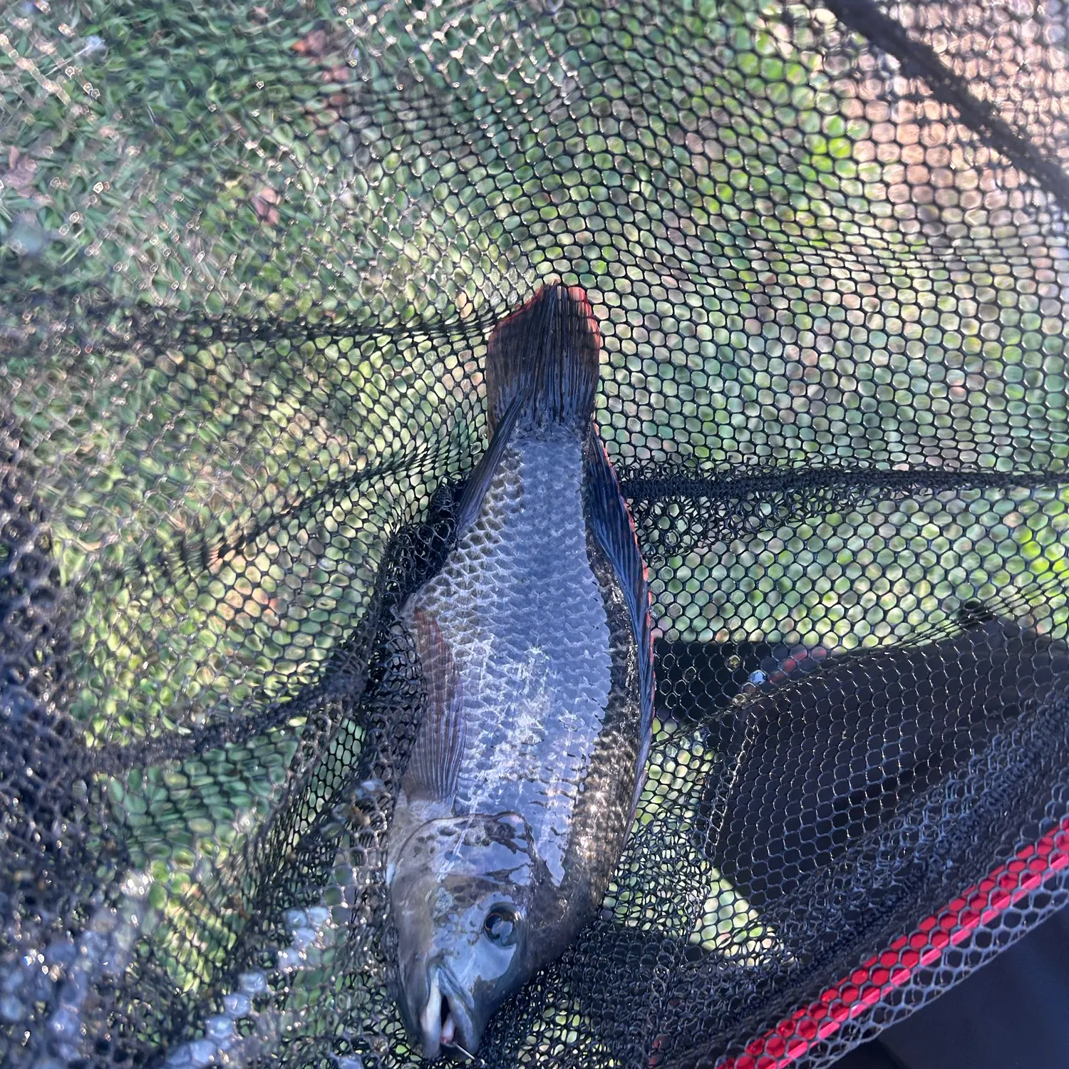 Blue tilapia caught on Fishbrain