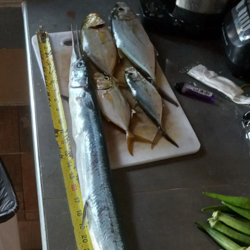 angler catch