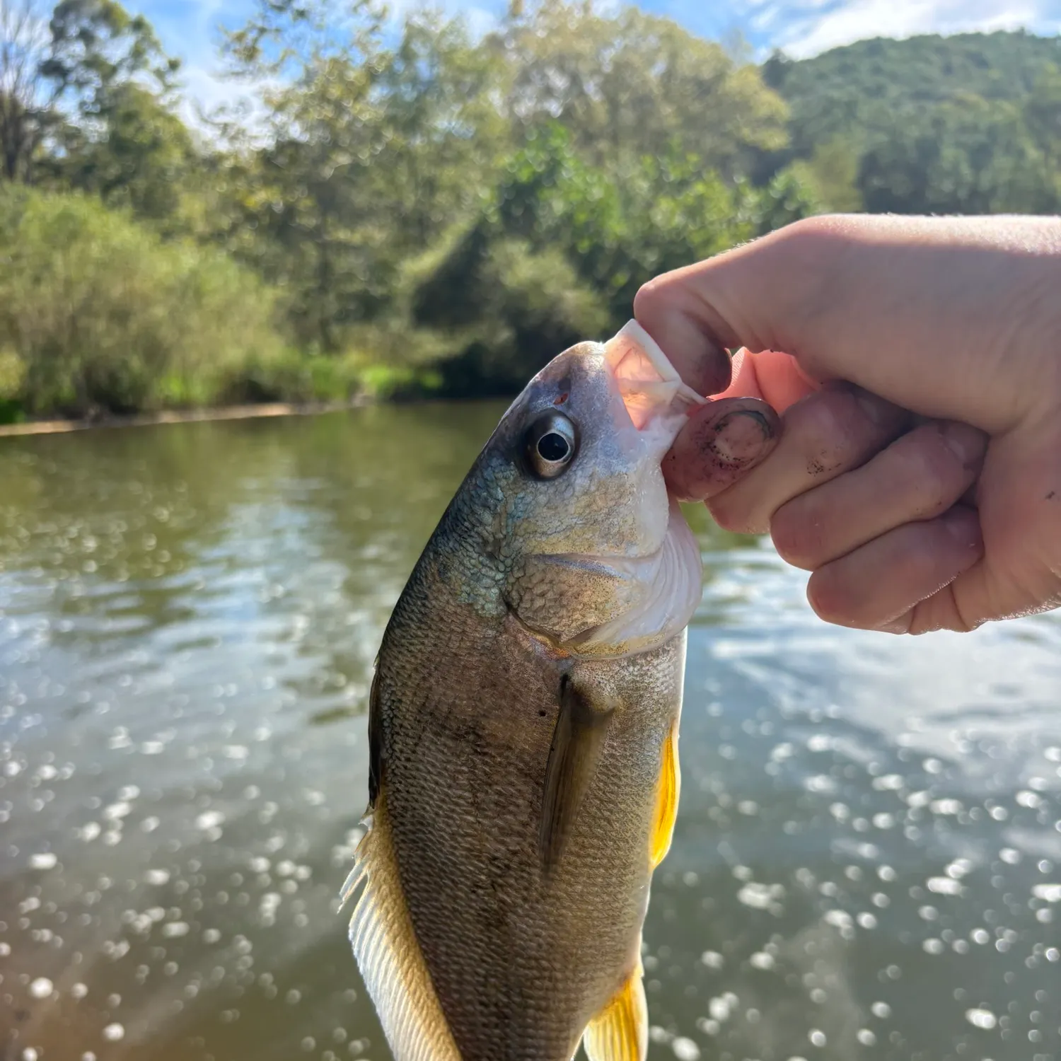 Freshwater drum caught on Fishbrain