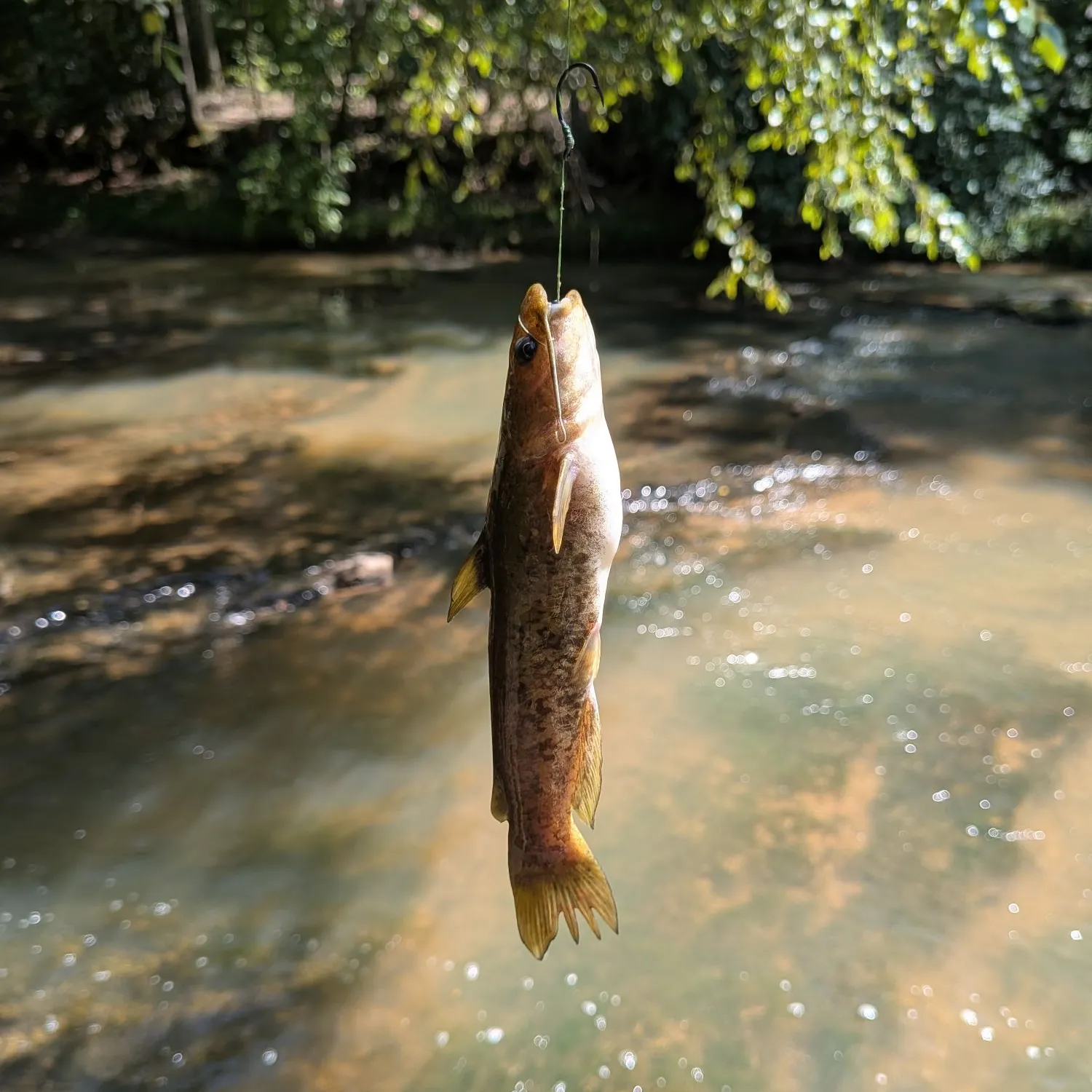 The most recent Flat bullhead catches on Fishbrain