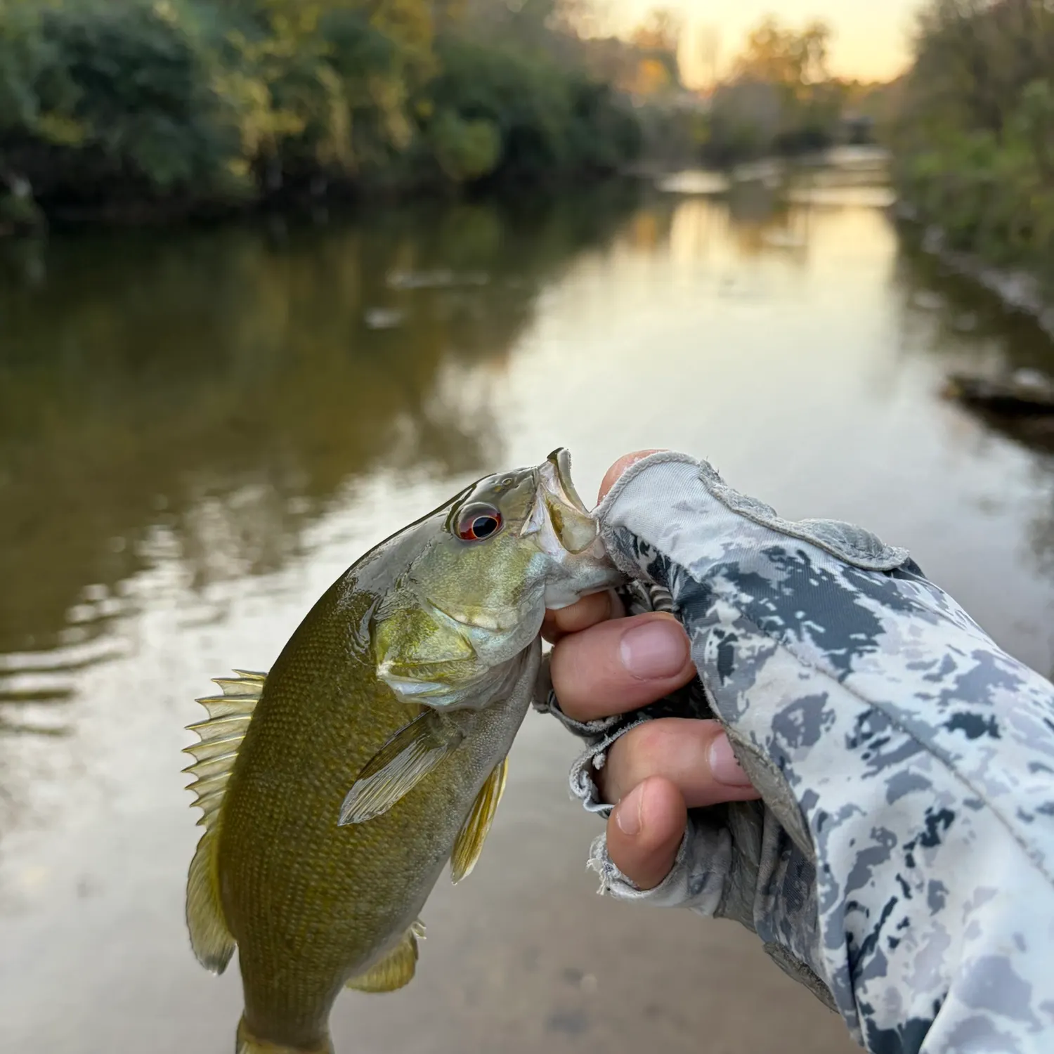 Smallmouth bass caught on Fishbrain