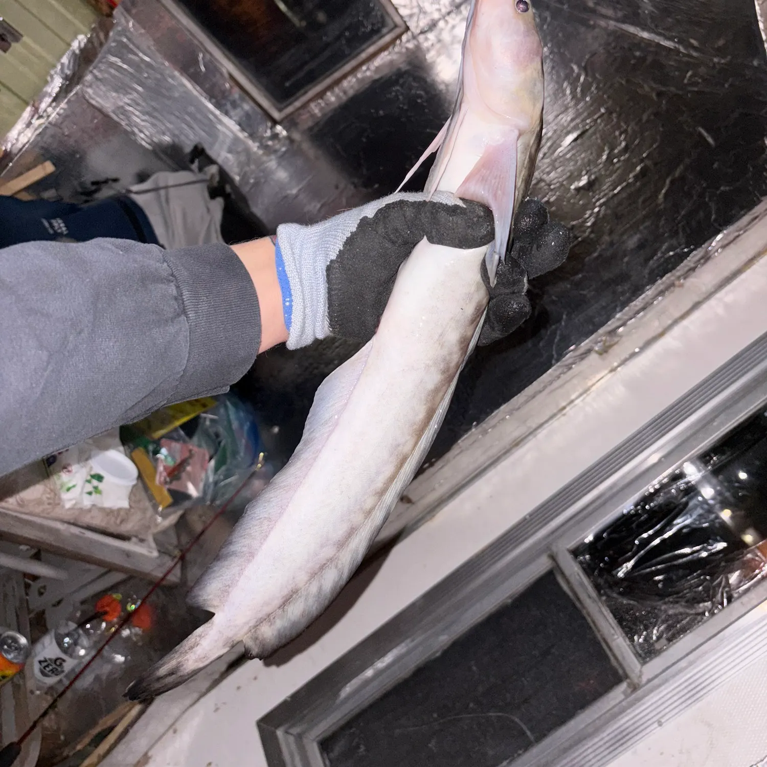 The most recent Burbot catches on Fishbrain