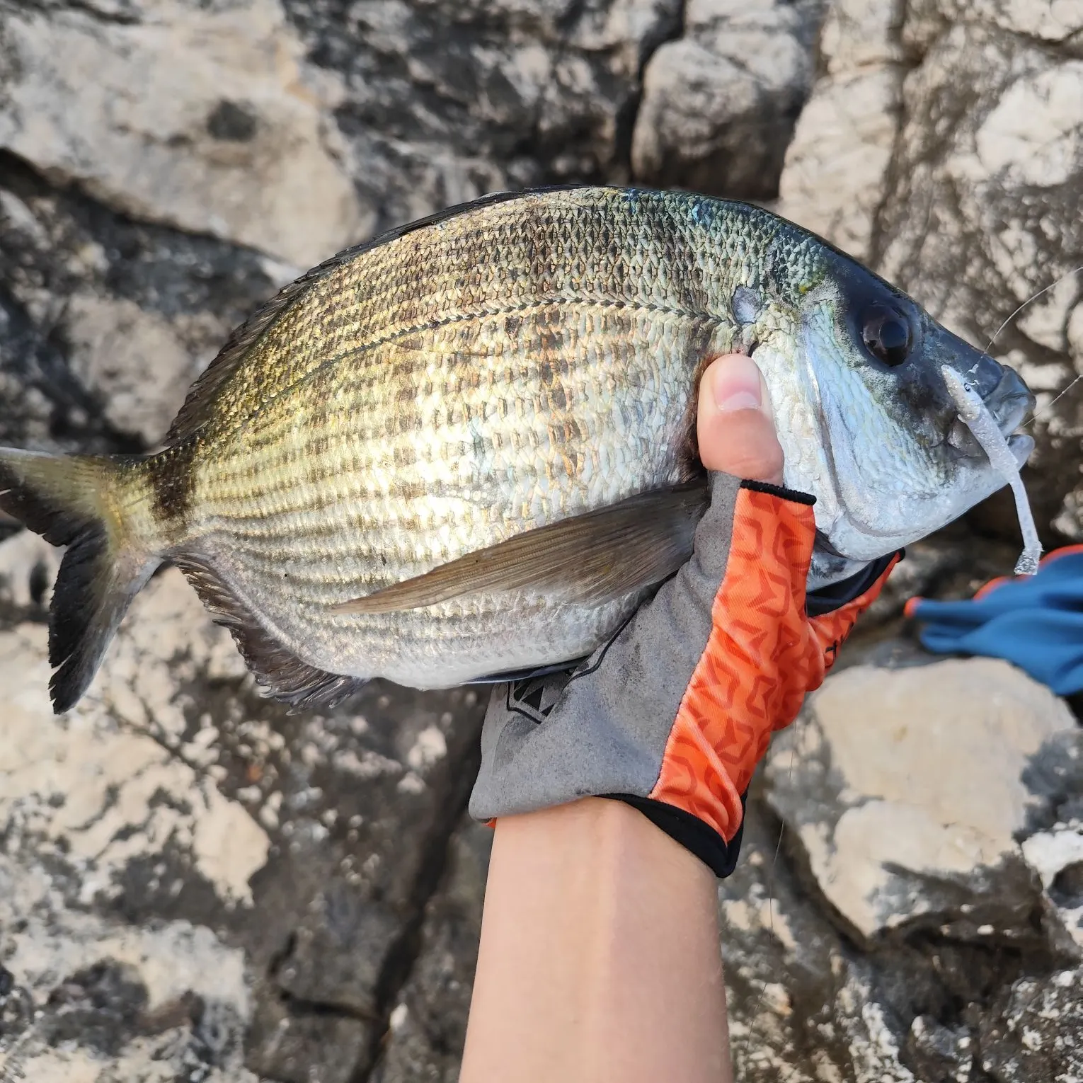 The most recent White seabream catches on Fishbrain