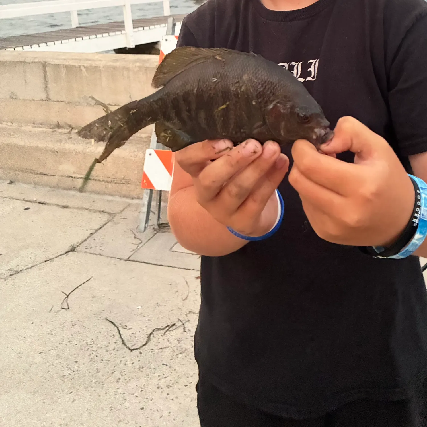 The most recent Black perch catches on Fishbrain