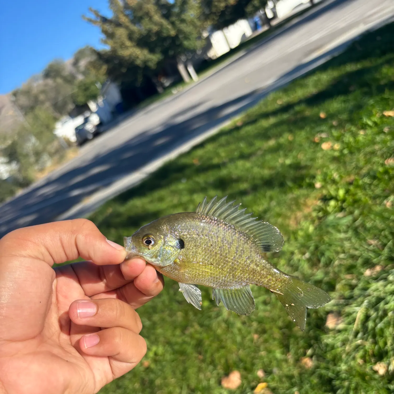 Bluegill caught on Fishbrain