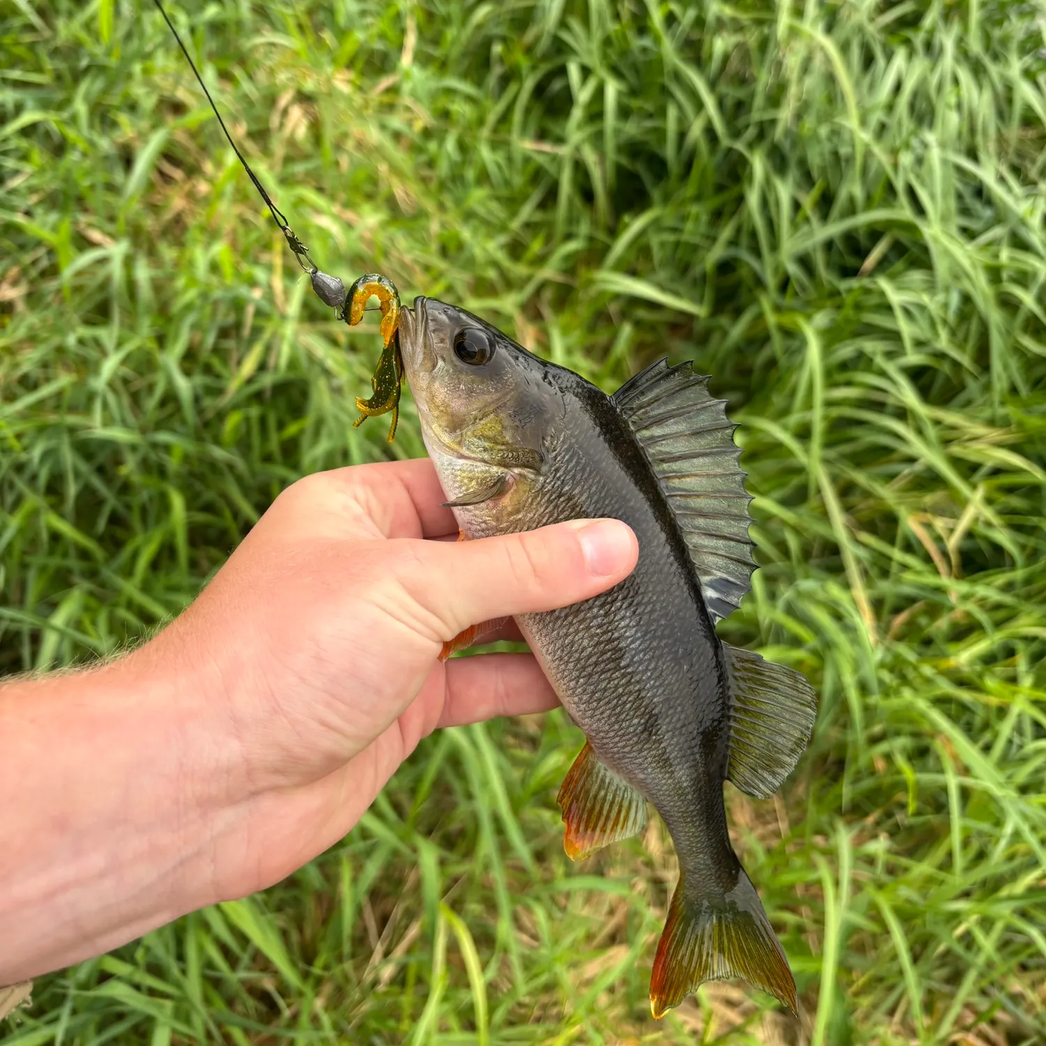 European perch caught on Fishbrain