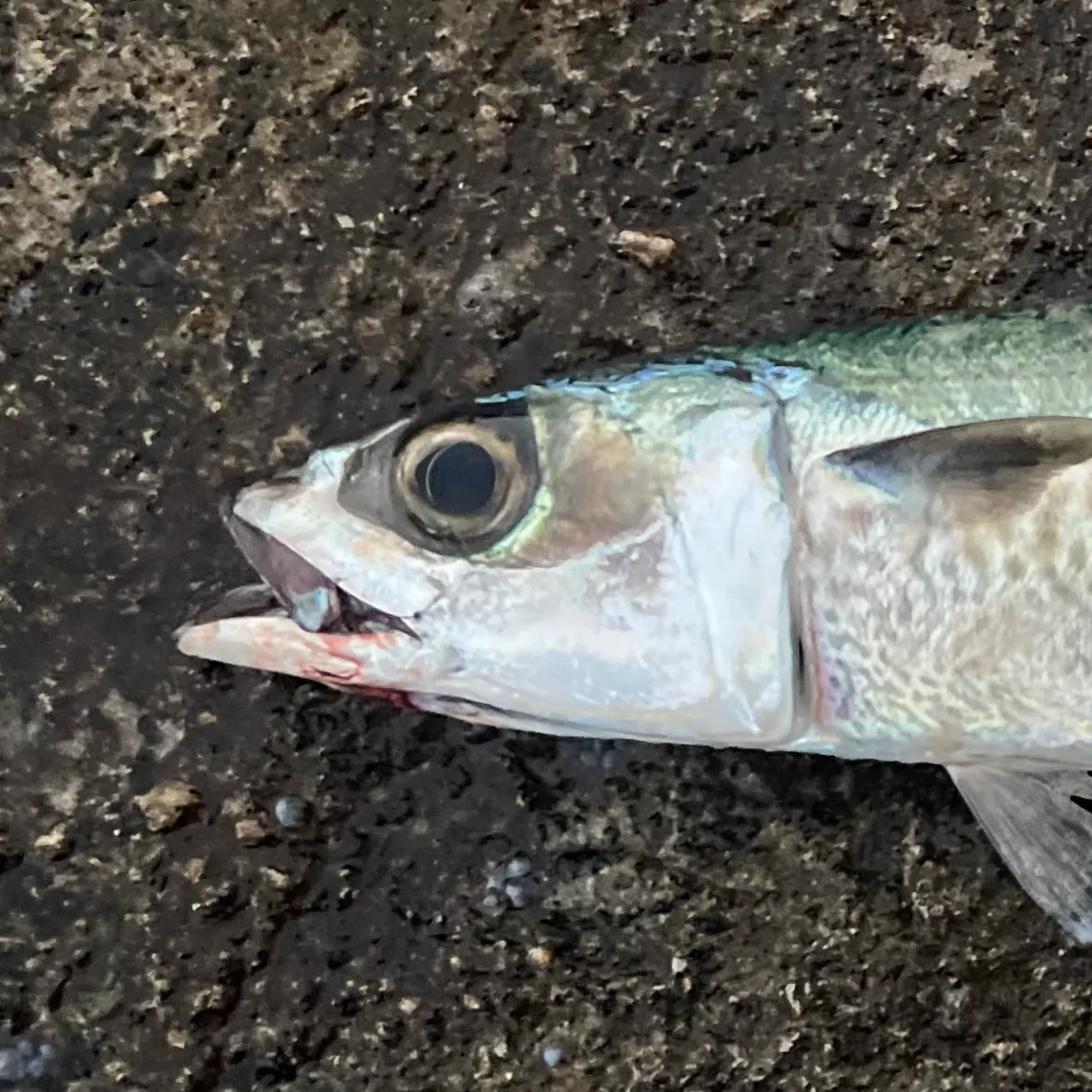 The most recent Blue mackerel catches on Fishbrain