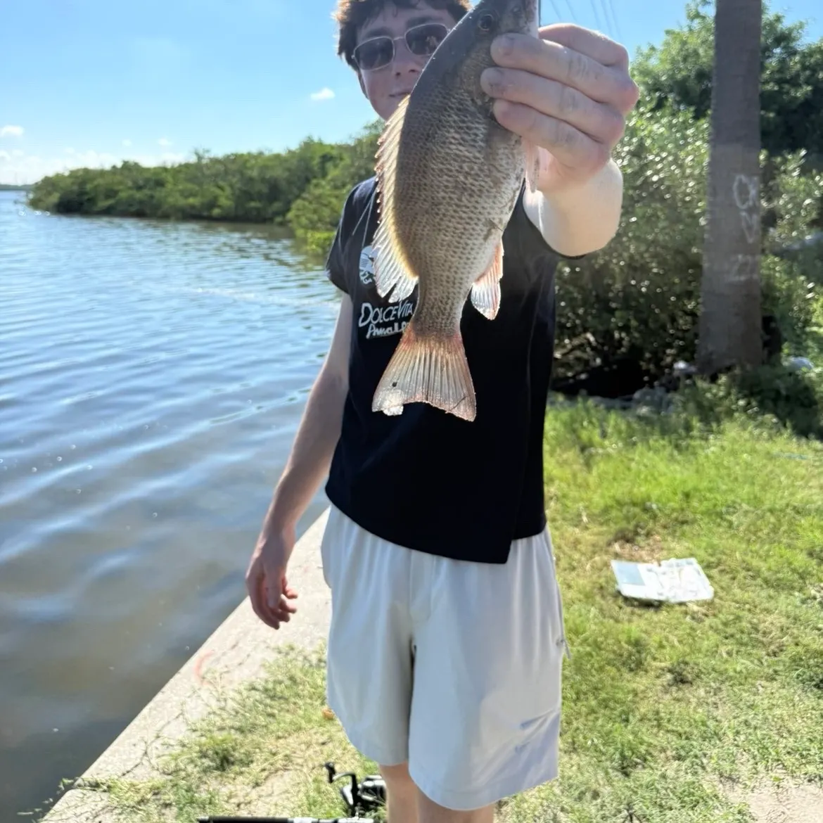 Mangrove snapper caught on Fishbrain