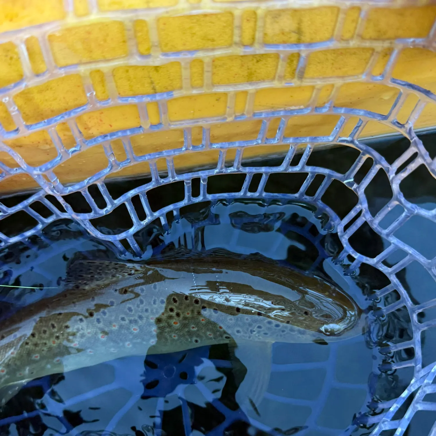Brown trout caught on Fishbrain