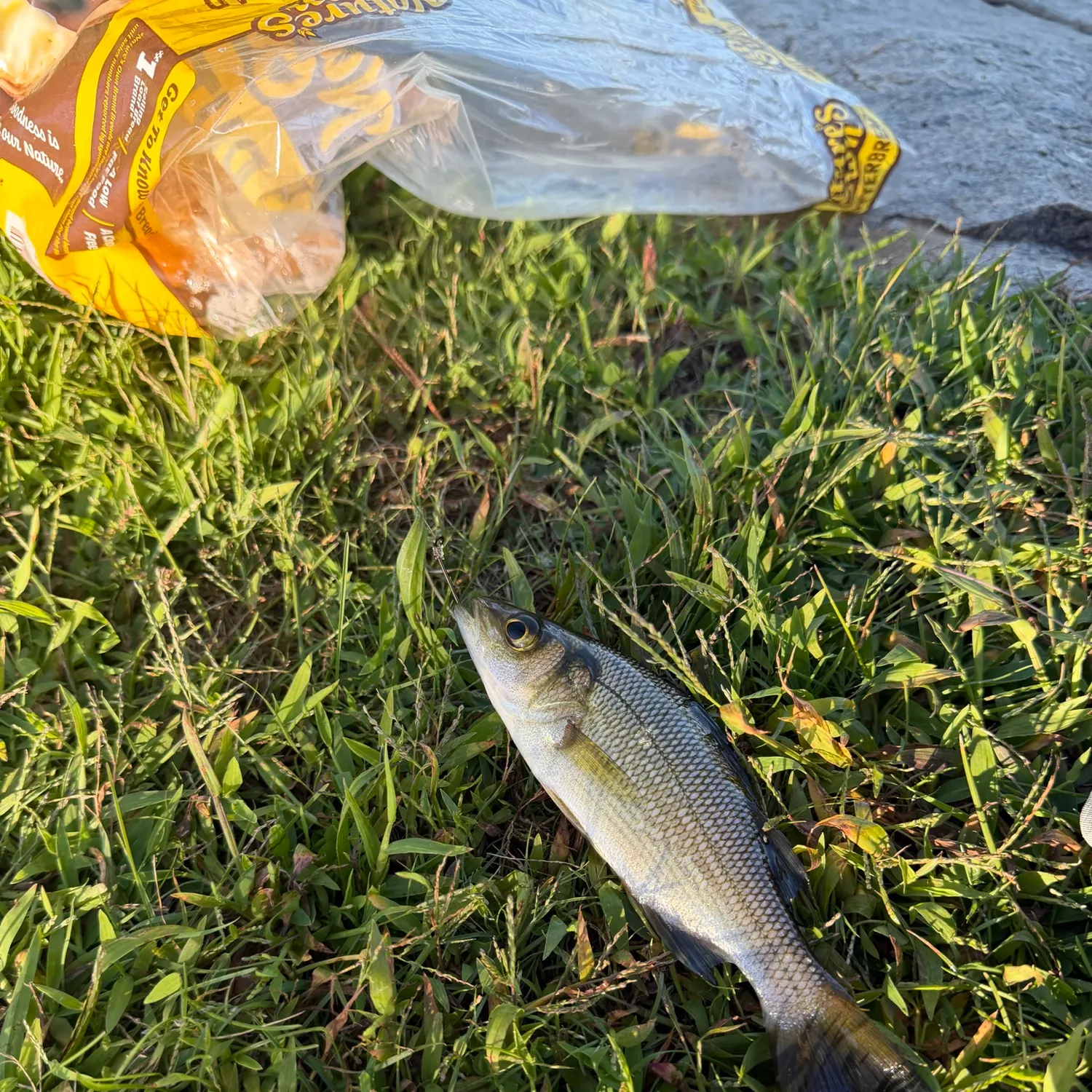 White perch caught on Fishbrain