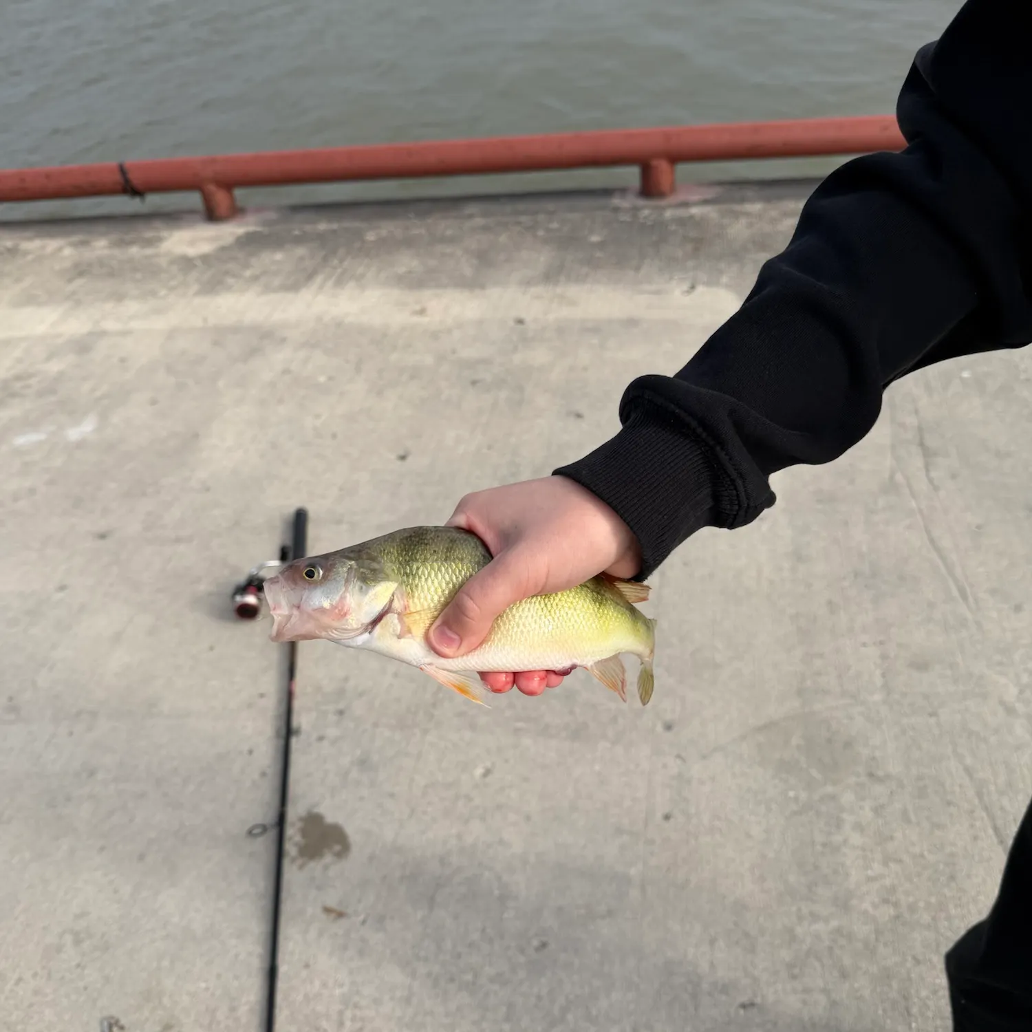 Yellow perch caught on Fishbrain