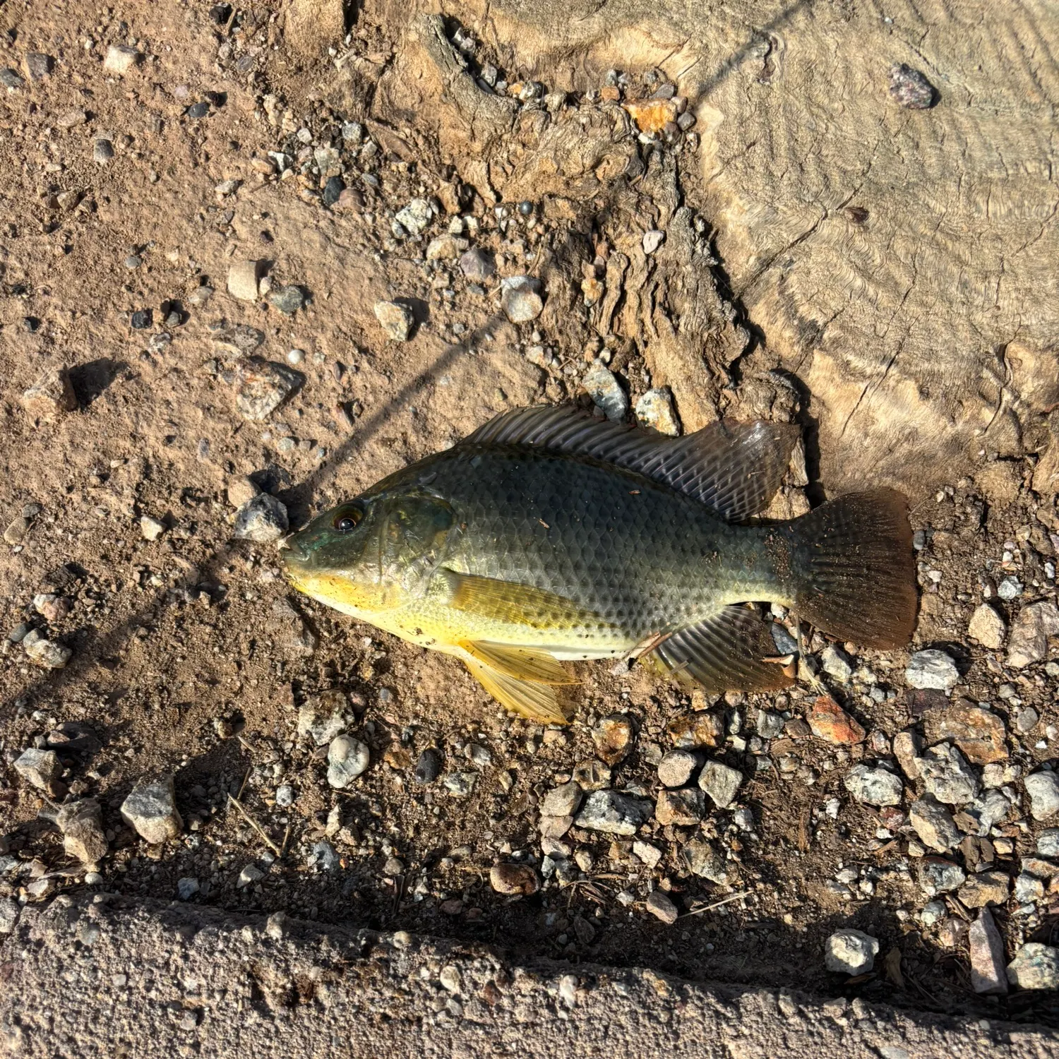 The most recent Nile tilapia catches on Fishbrain