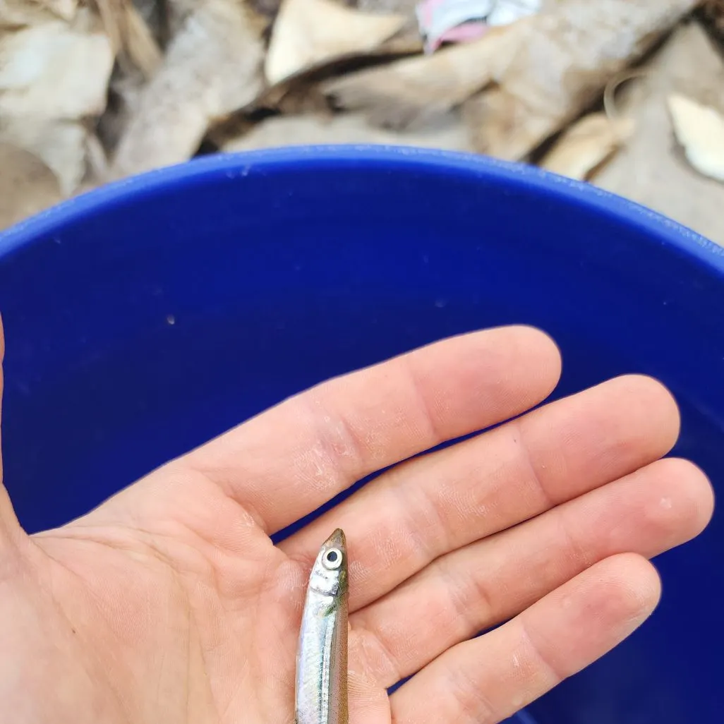 The most recent Brook silverside catches on Fishbrain