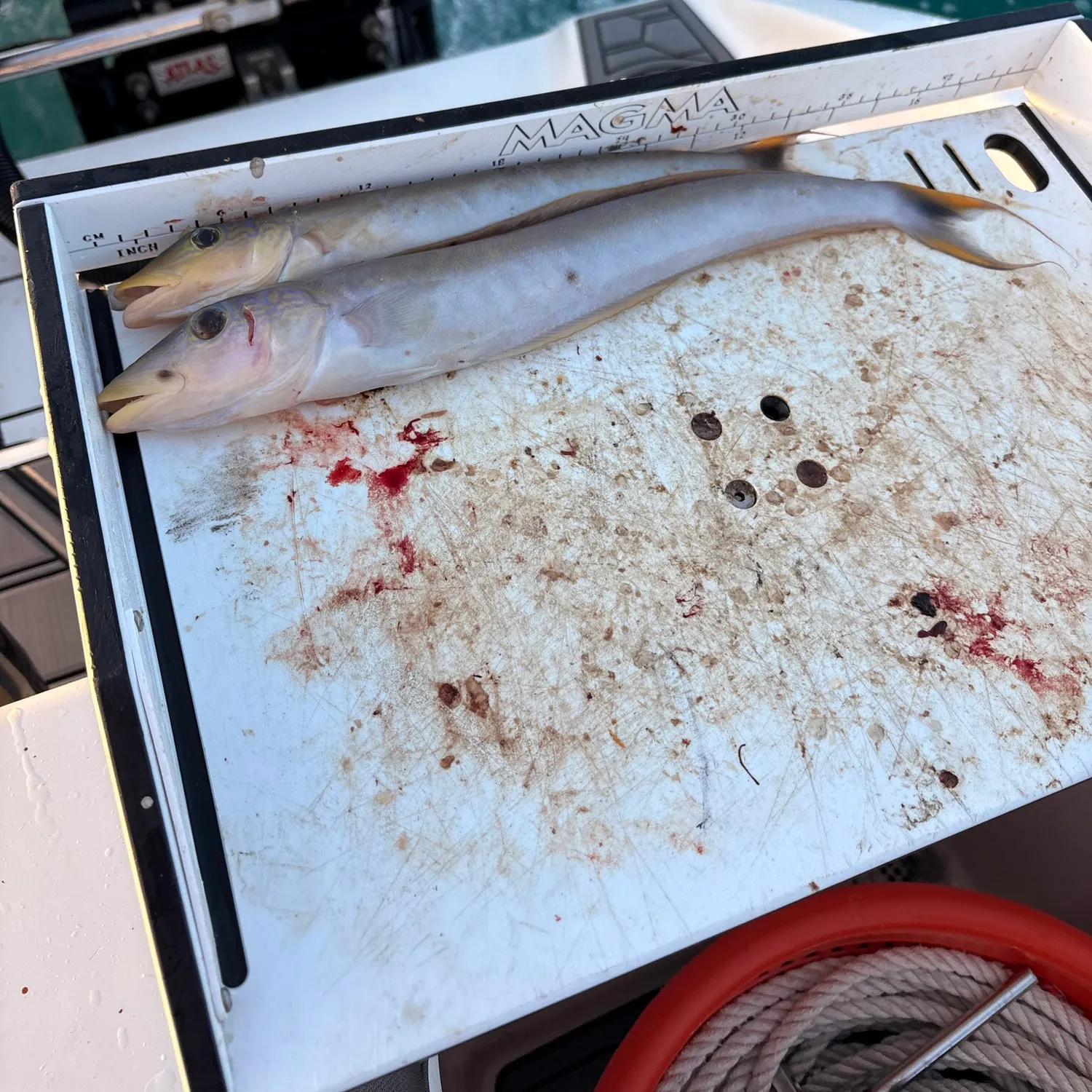 recently logged catches