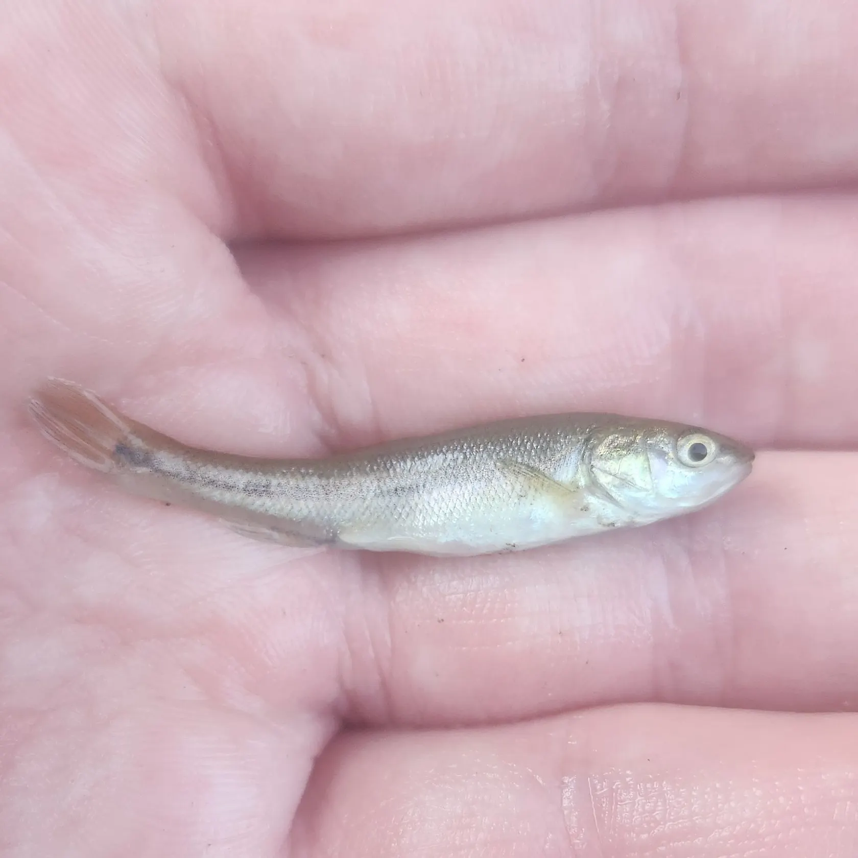 The most recent Brassy minnow catches on Fishbrain