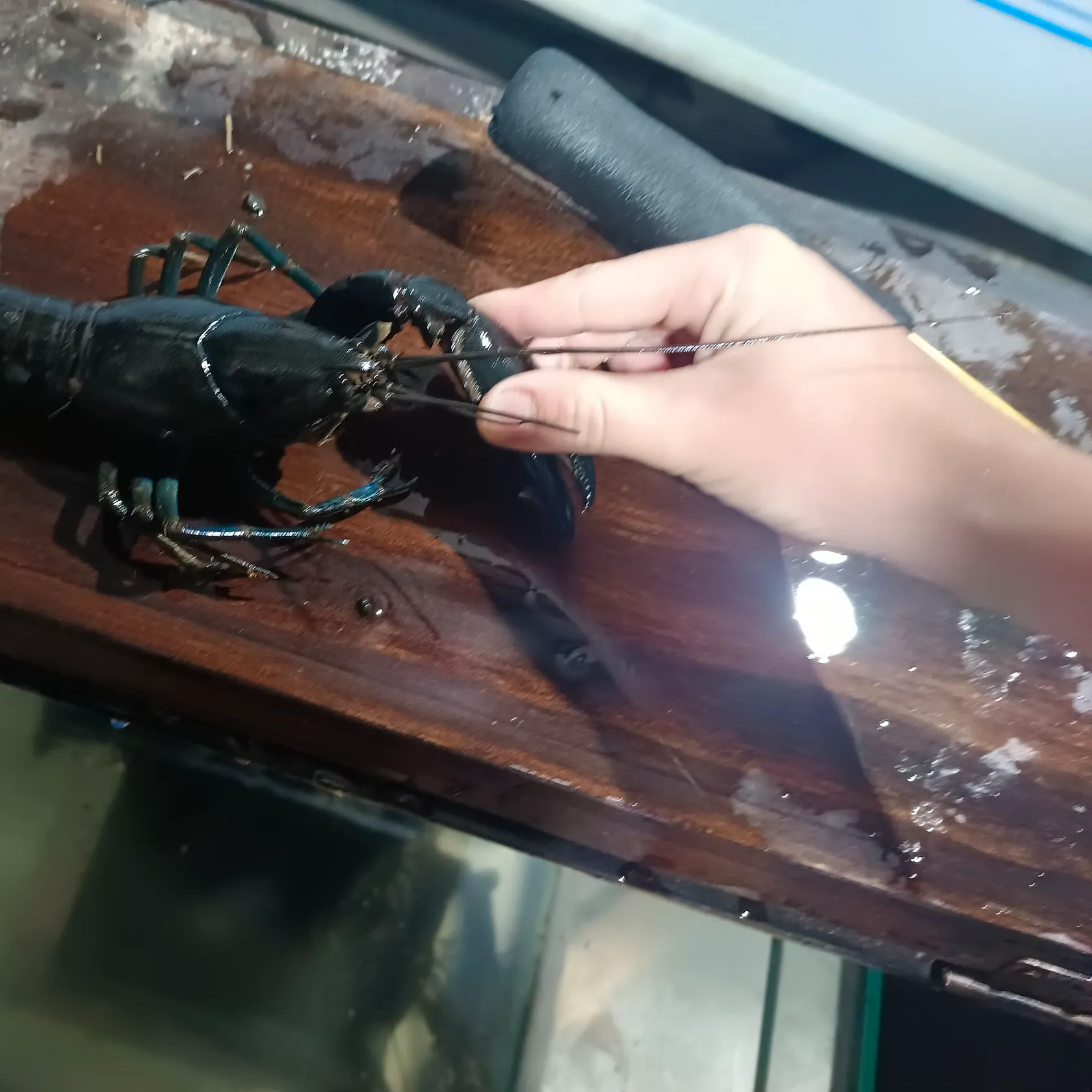 The most recent Common yabby catches on Fishbrain