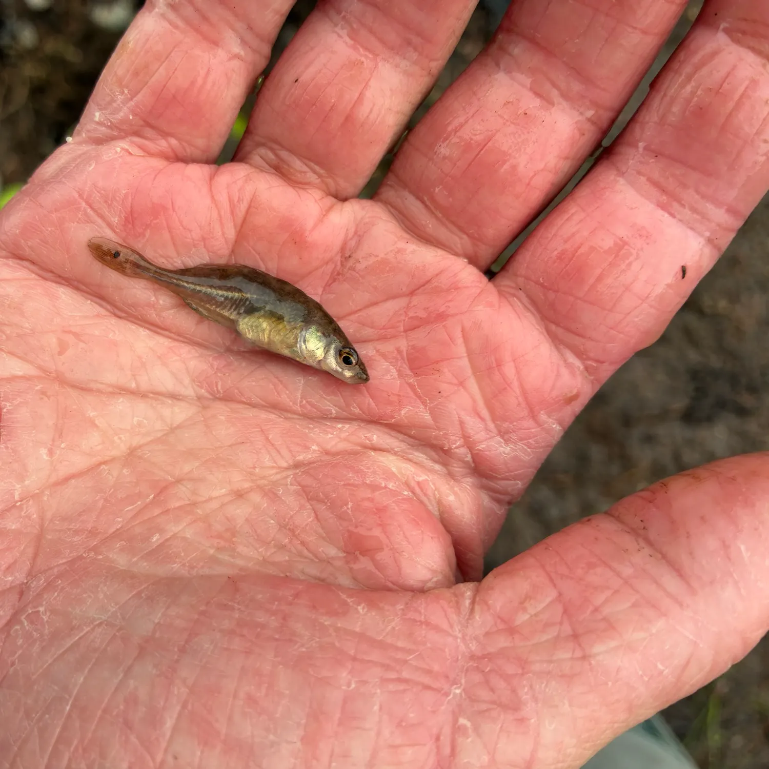 The most recent Three-spined stickleback catches on Fishbrain