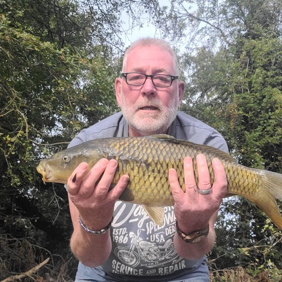 Common carp caught on Fishbrain