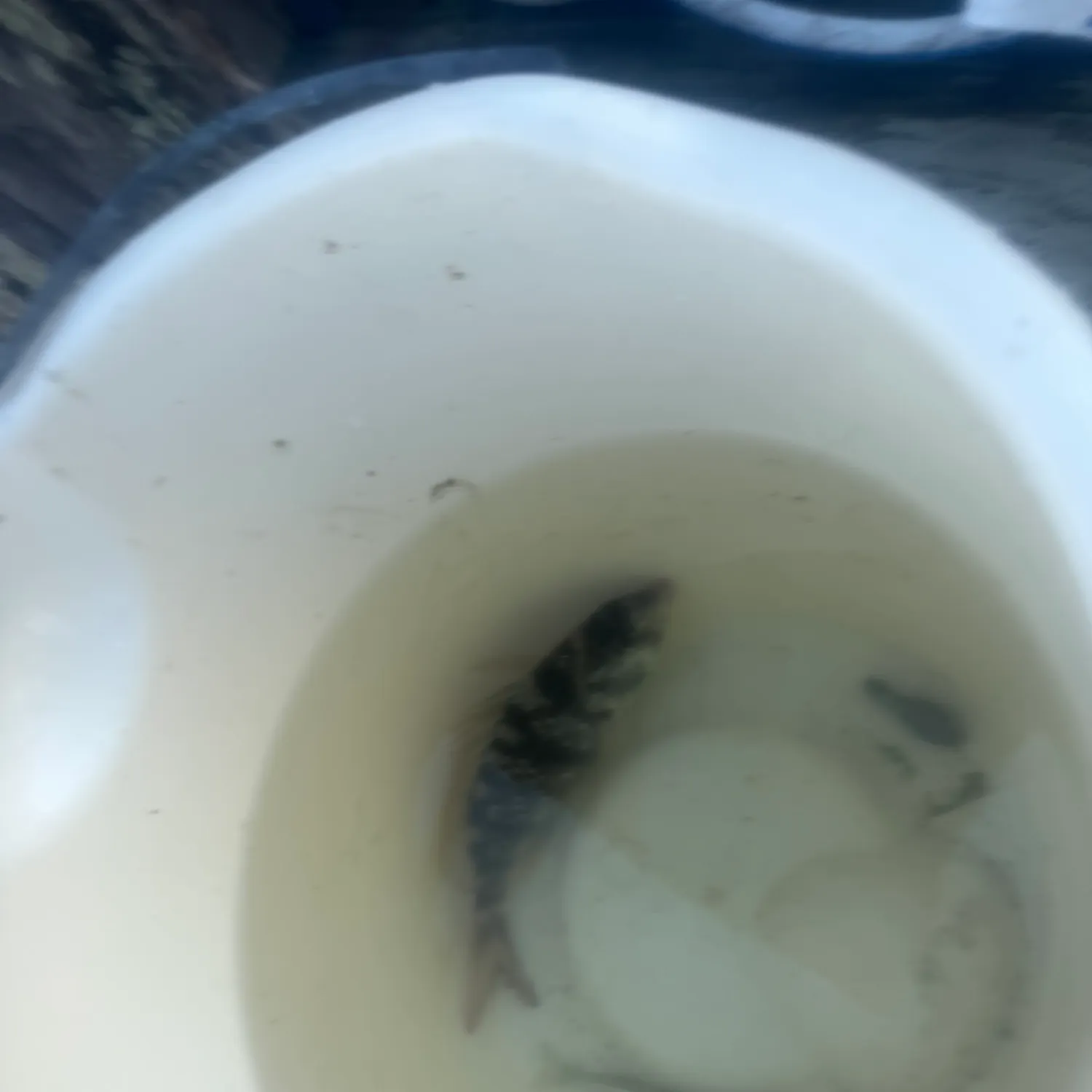 Scup caught on Fishbrain