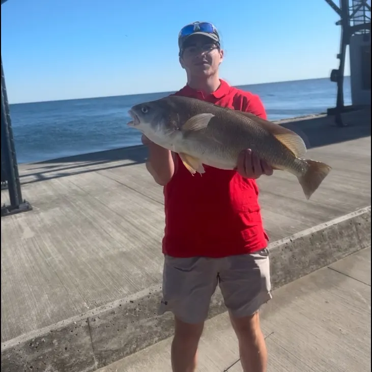 The most recent Freshwater drum catches on Fishbrain