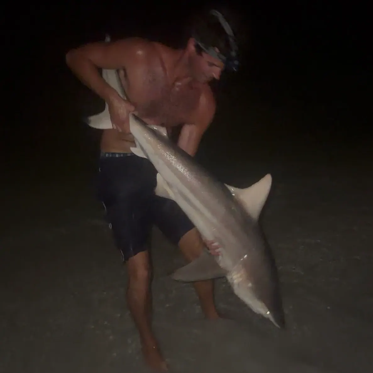 The most recent Blacktip shark catches on Fishbrain