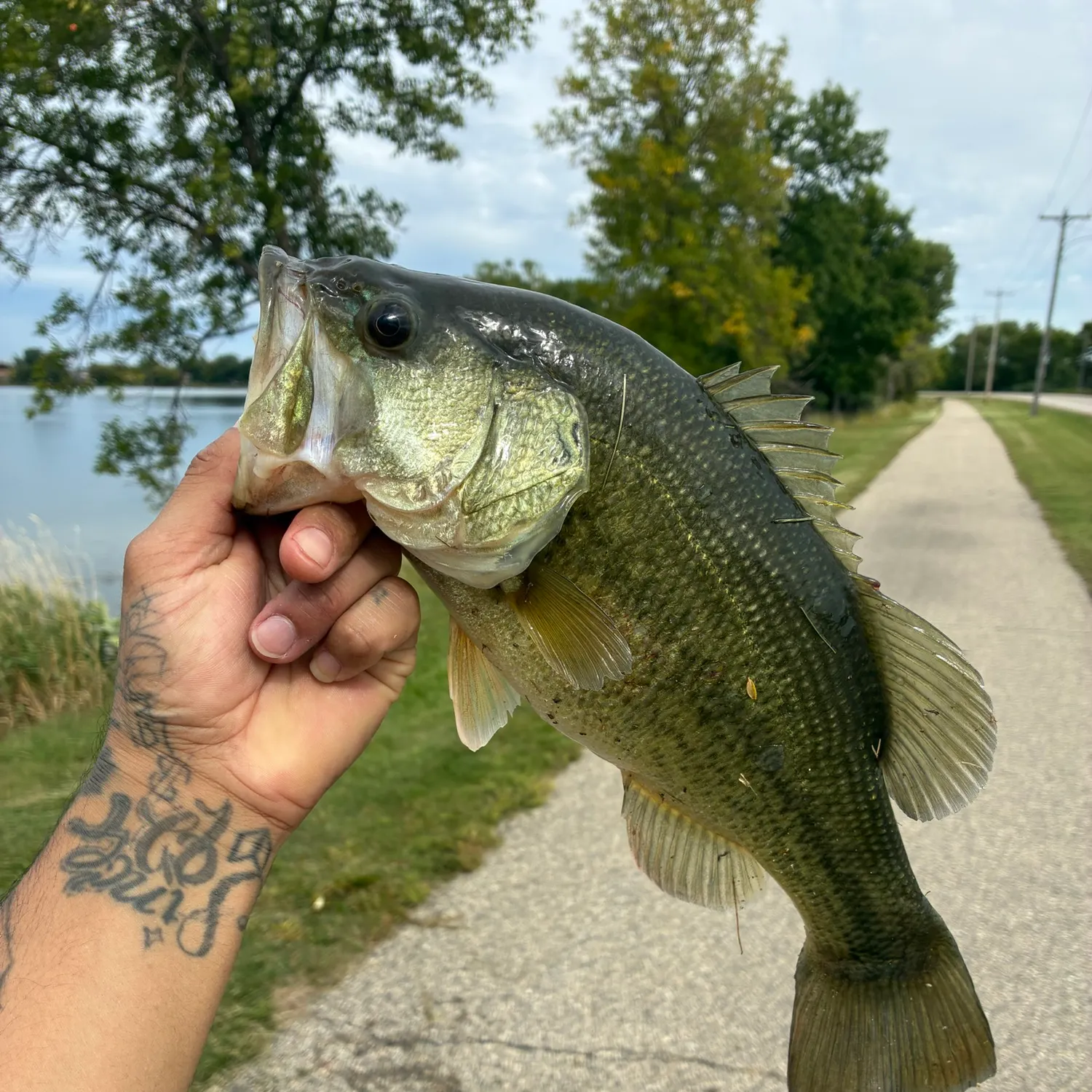 Largemouth bass caught on Fishbrain