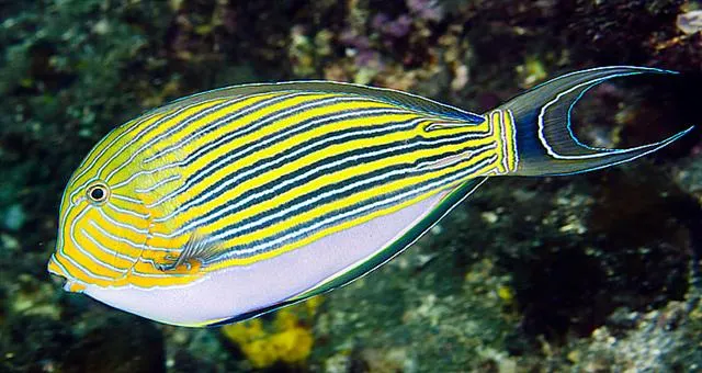 Lined surgeonfish