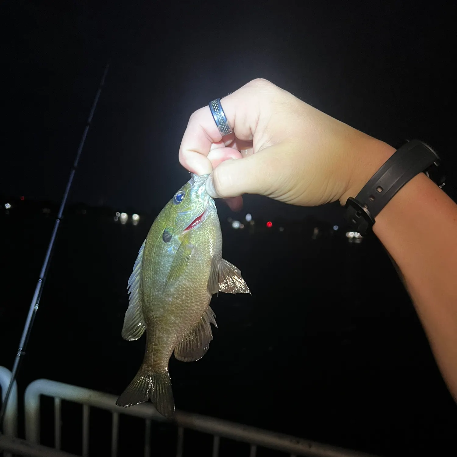 Bluegill caught on Fishbrain
