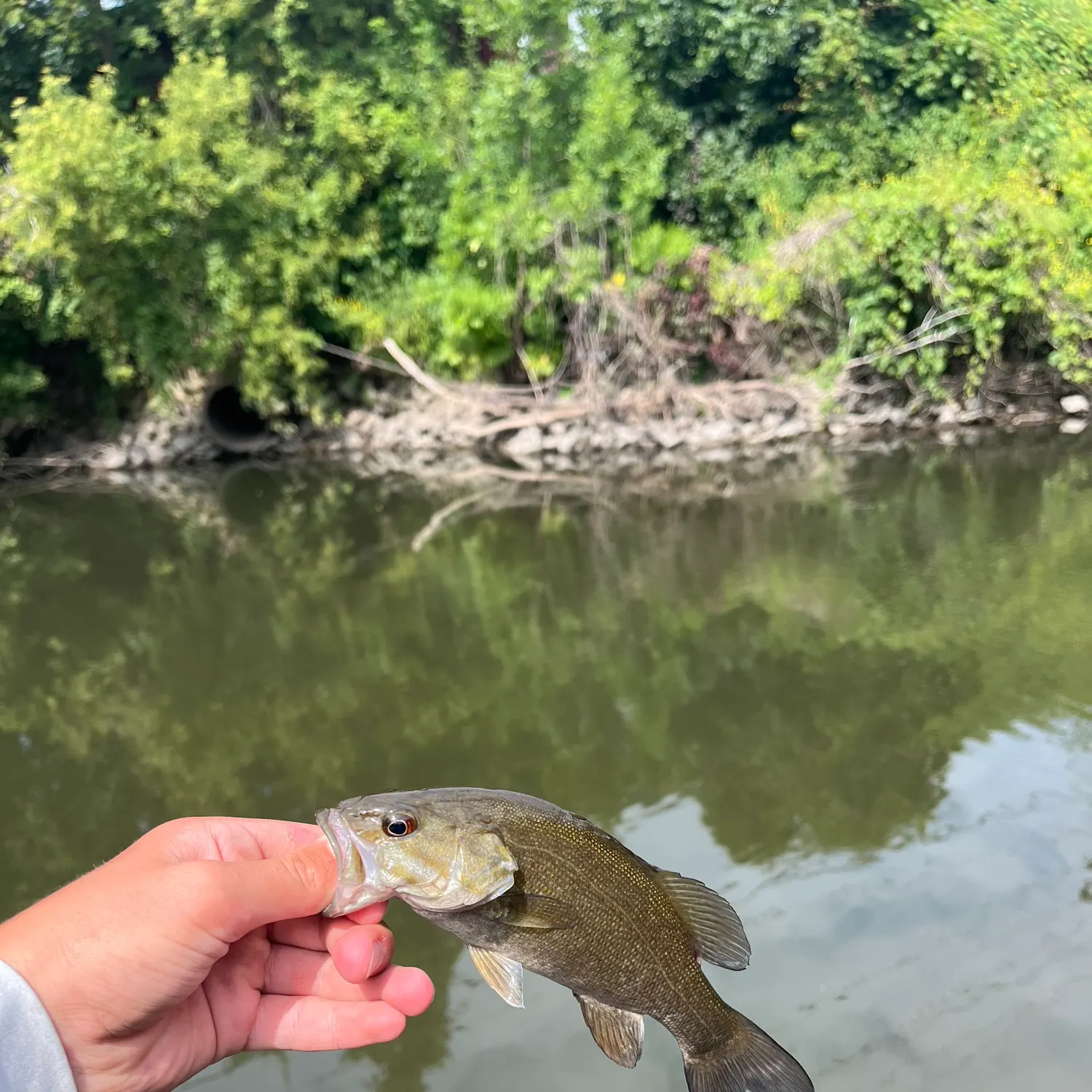 Smallmouth bass caught on Fishbrain