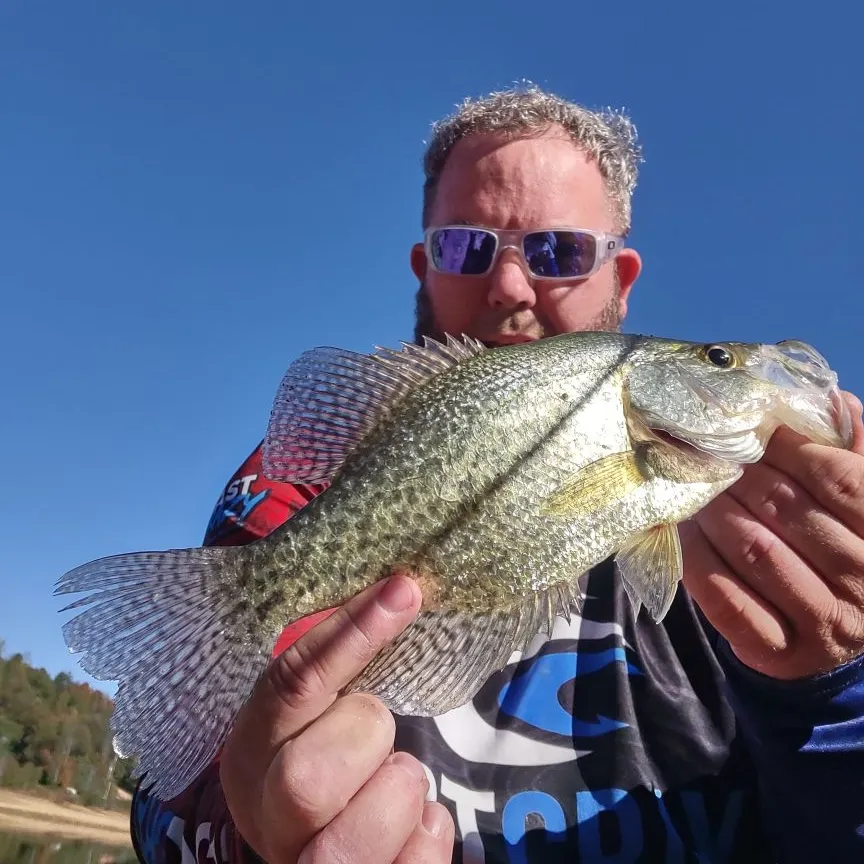 Black crappie caught on Fishbrain