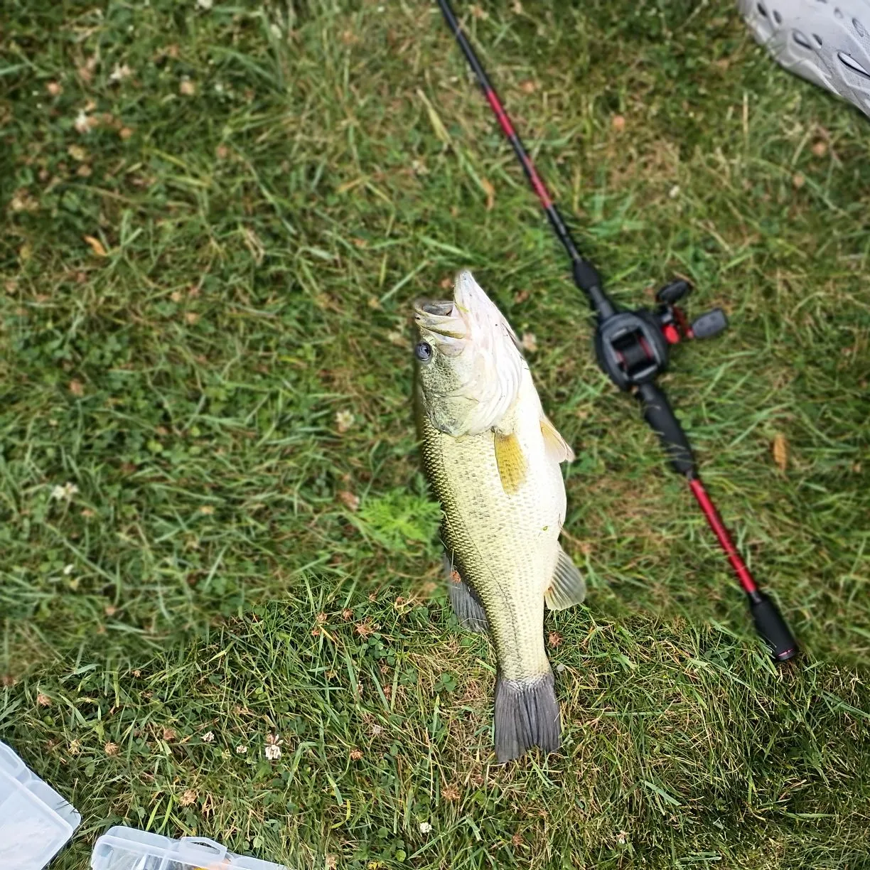 Largemouth bass caught on Fishbrain