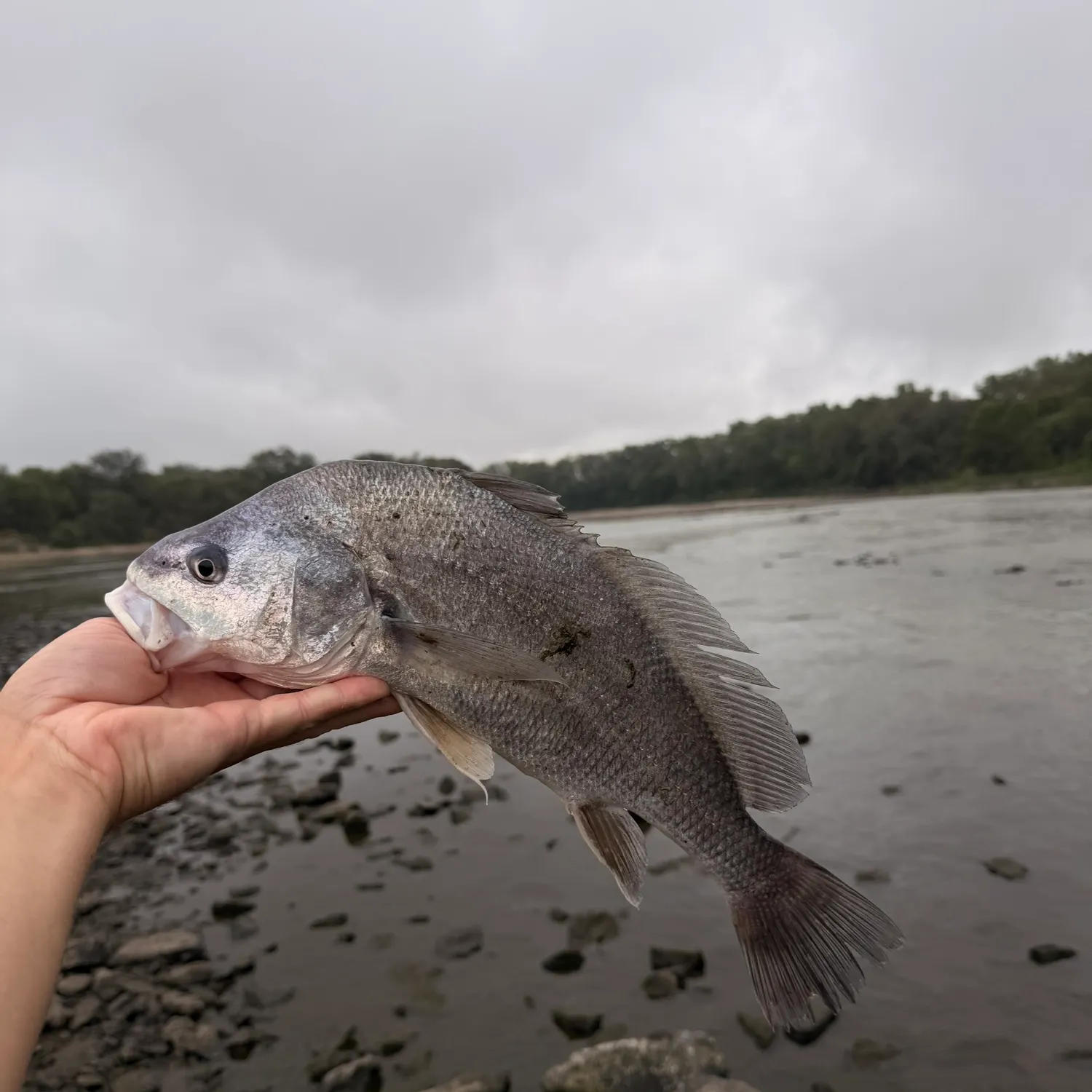 Freshwater drum caught on Fishbrain